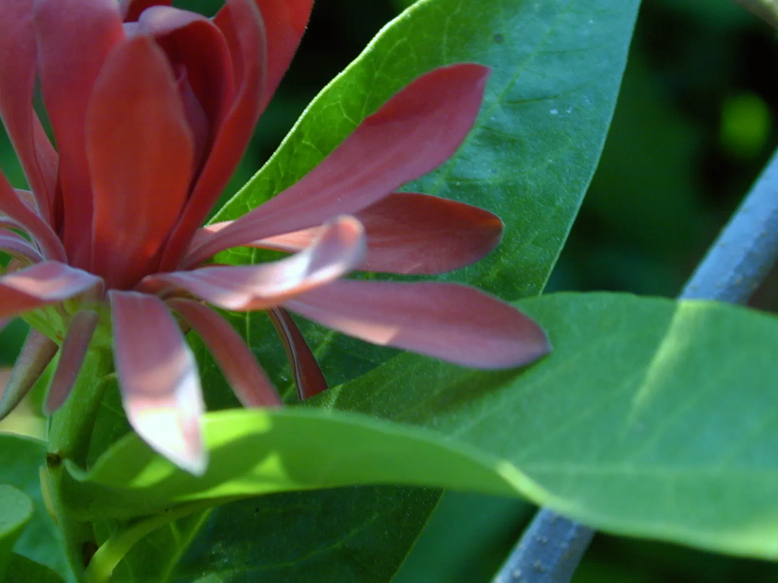 Spice Bush (Calycanthus Occidentalis) — Remember that this shrub's growth habit supports pruning; adds fragrant, natural charm and understory, image 144