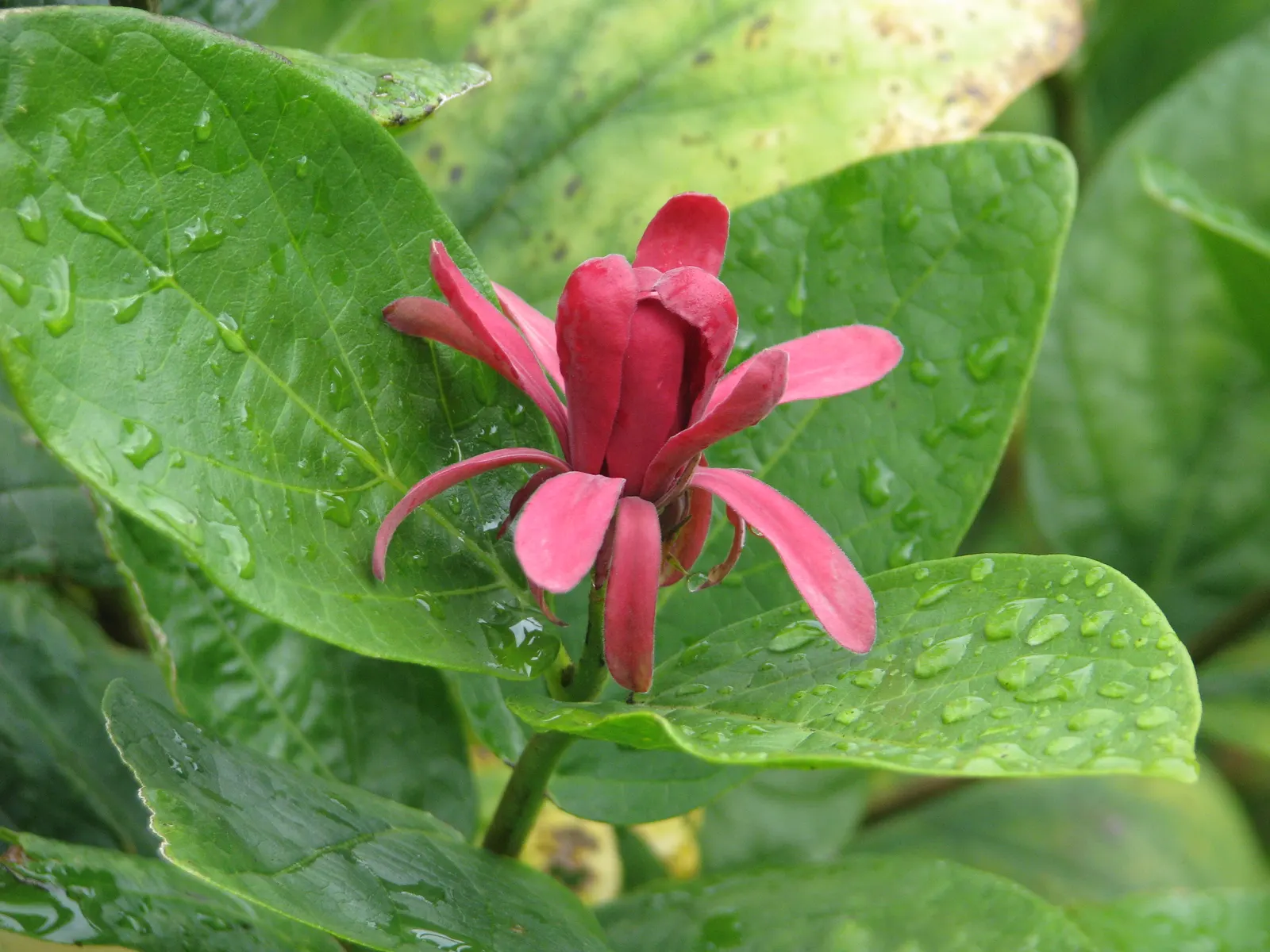 Spice Bush (Calycanthus Occidentalis) — it reaches up to 9 feet in height and spreads to 12 feet; shrub for half or shade, image 179