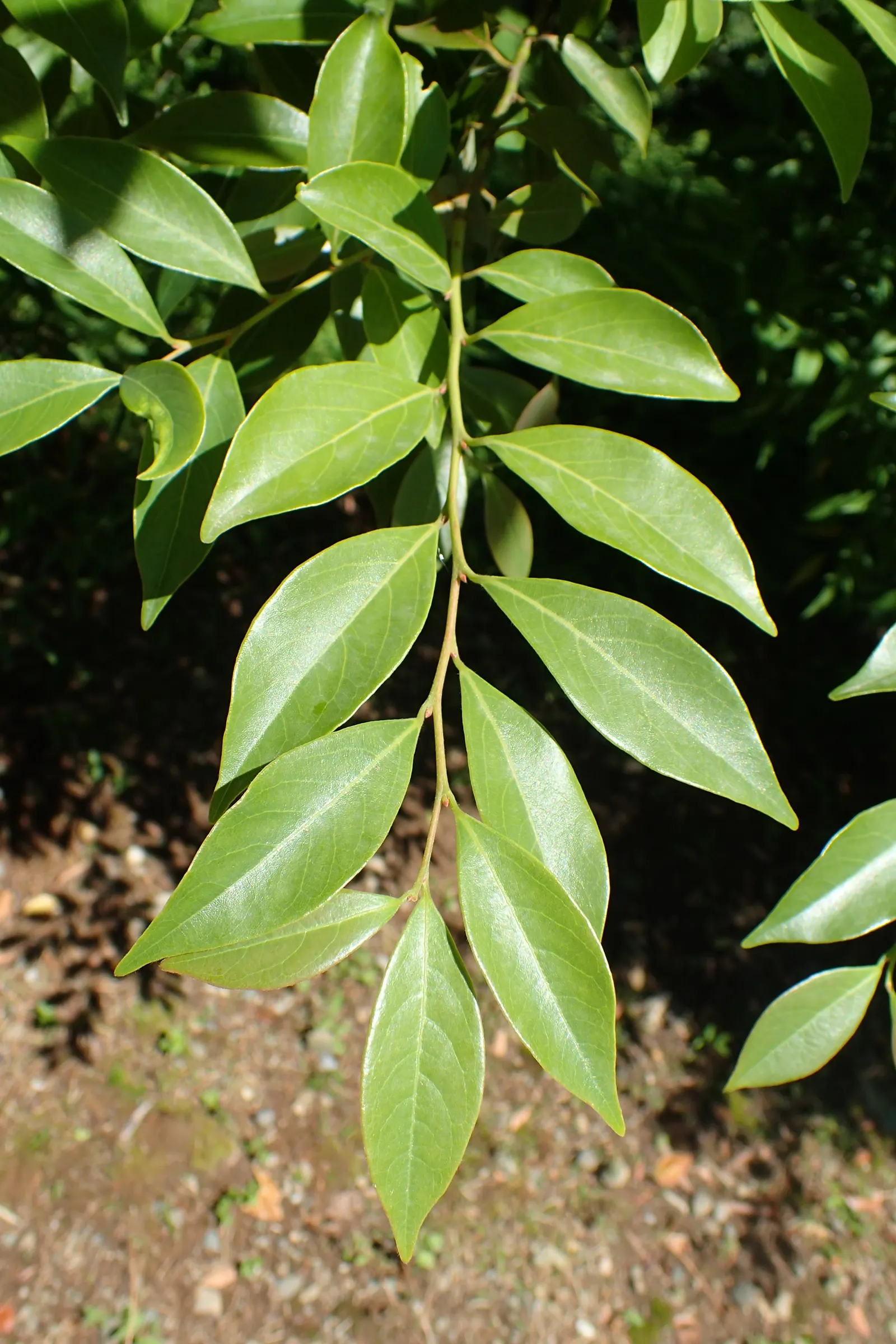 Spice Bush (Calycanthus Occidentalis) — typically about 2 to 3 inches across; commonly known as the Spice Bush, image 112