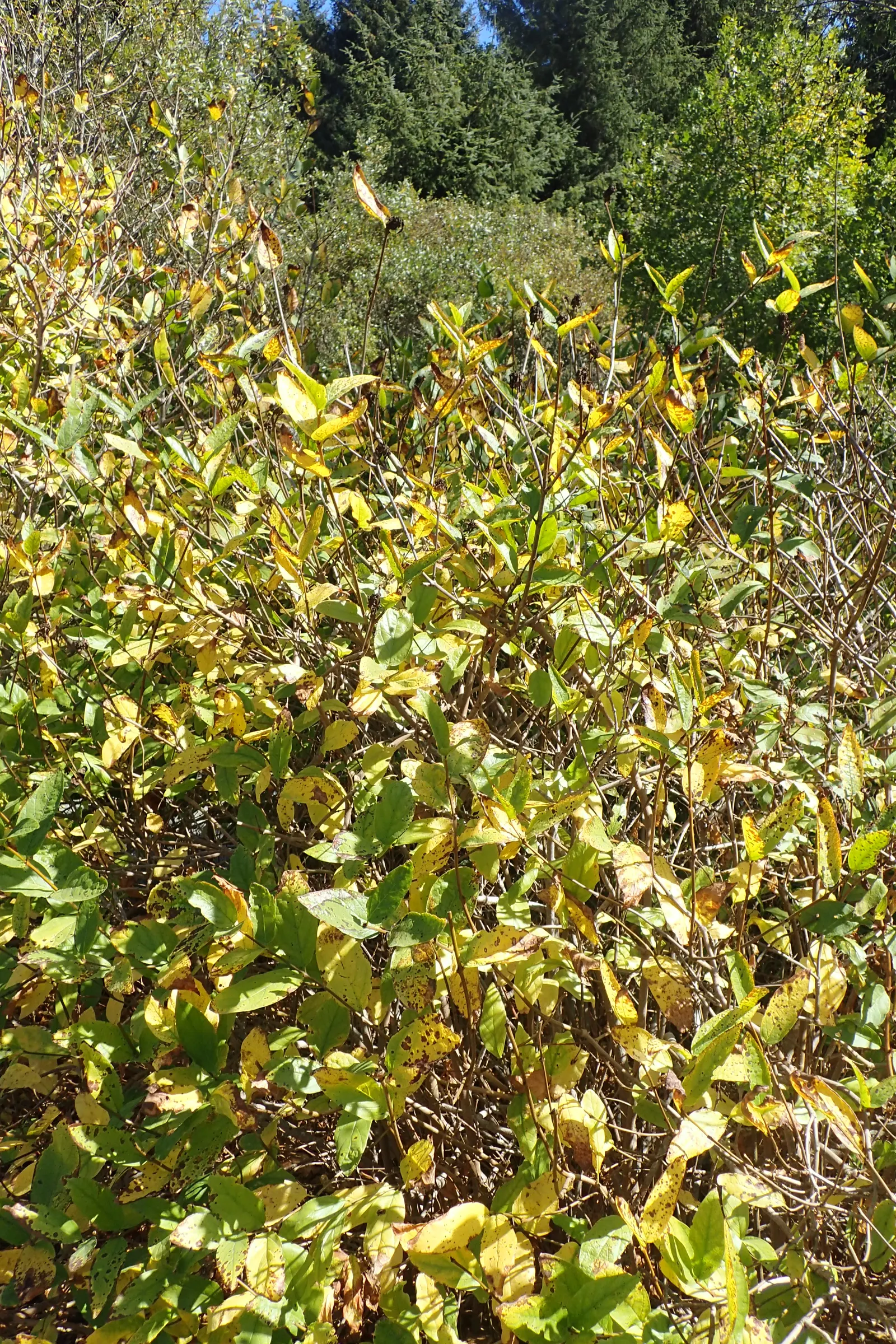 Spice Bush (Calycanthus Occidentalis) — Its dense foliage lends itself well to creating secluded garden nooks or as a natural, fragrant screen; red flowers in