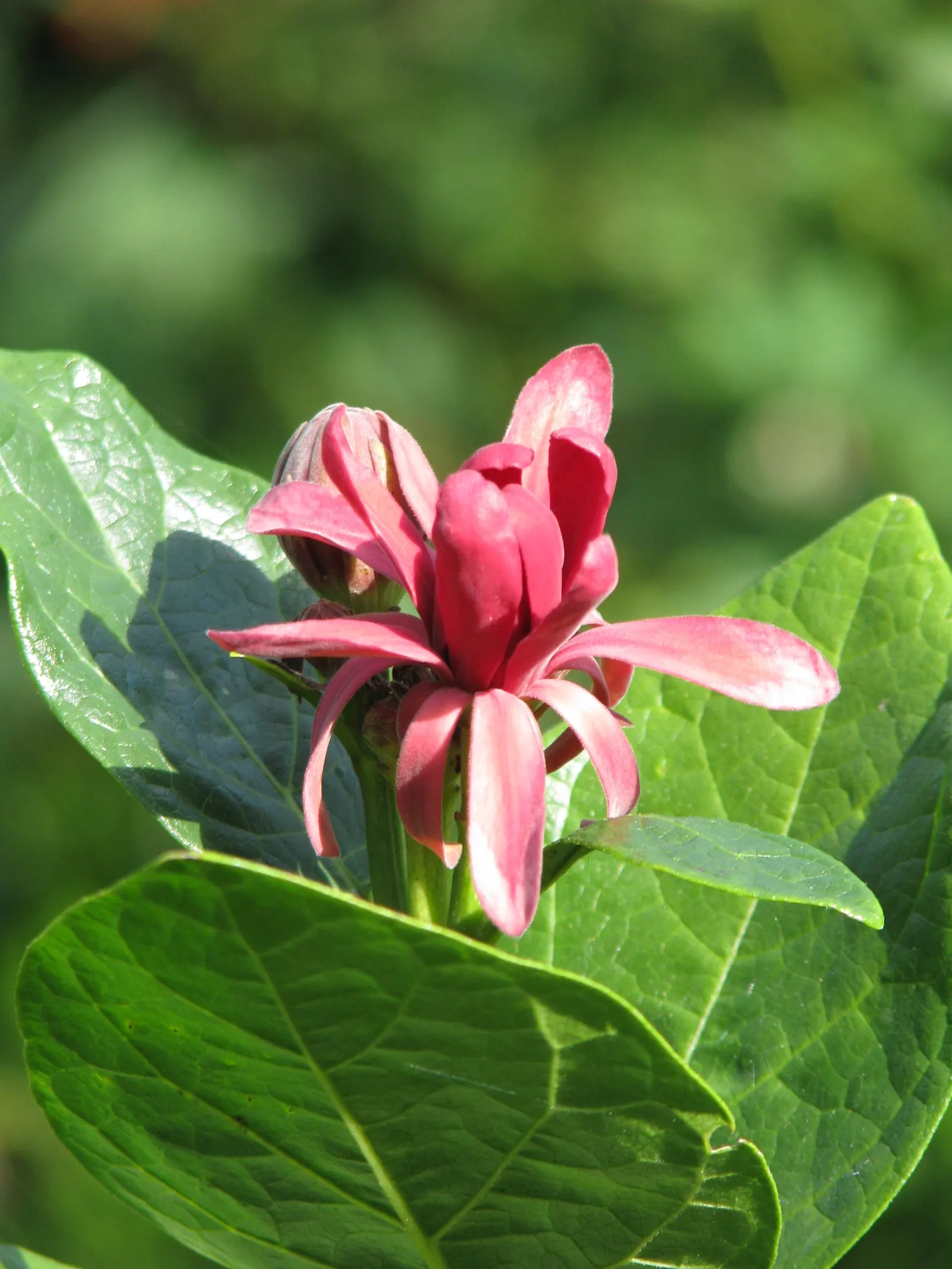 Spice Bush (Calycanthus Occidentalis) — it reaches up to 9 feet in height and spreads to 12 feet