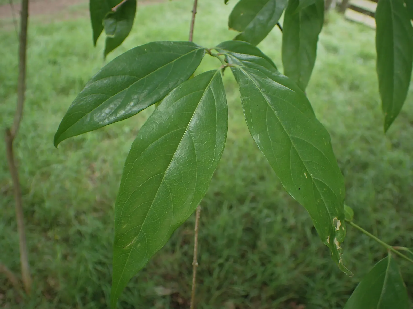 Spice Bush (Calycanthus Occidentalis) — For horticultural zones 7 through 9