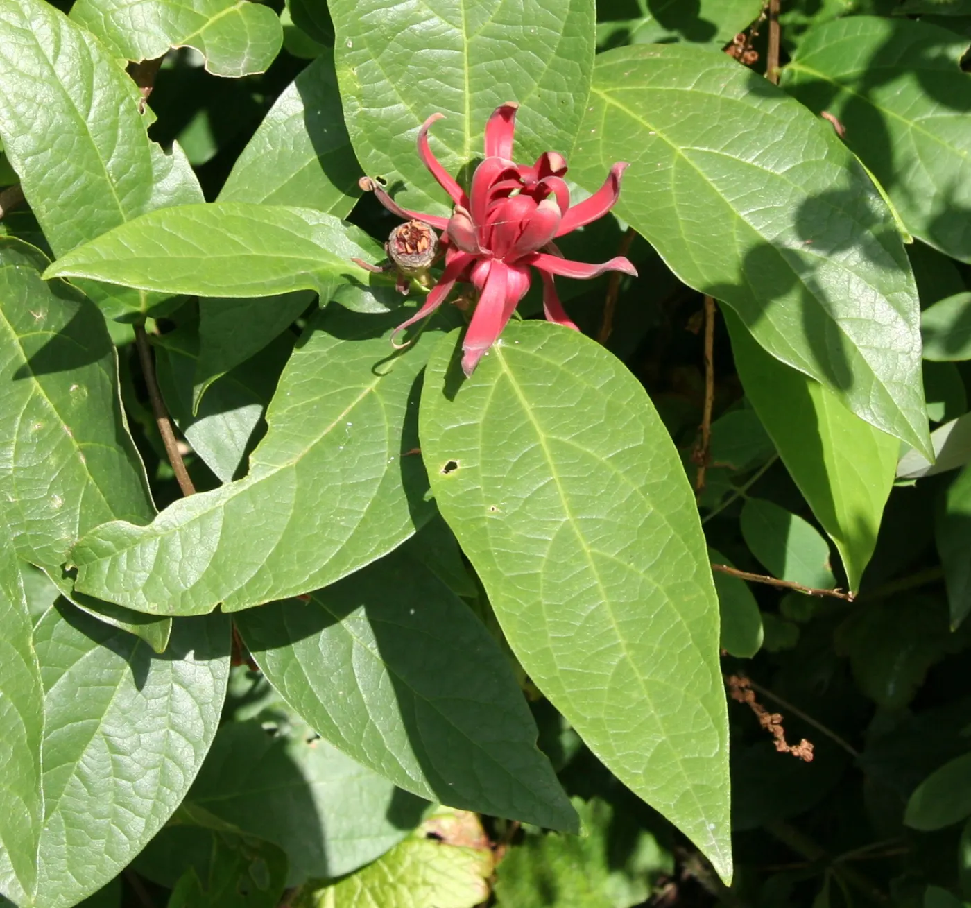 Spice Bush (Calycanthus Occidentalis) — is a deciduous shrub native to North America; which is an invaluable trait for tailored garden designs, image 207