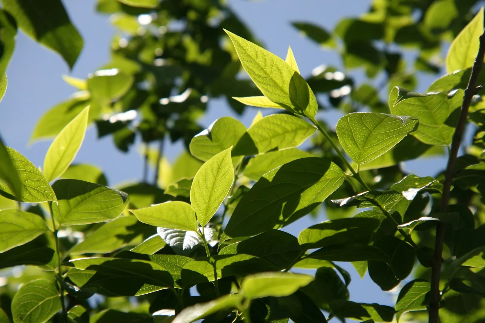 Spice Bush (Calycanthus Occidentalis) — apple-like scent.<br><br>The Spice Bush prefers a position in full sun to partial shade and thrives in moist, image 113