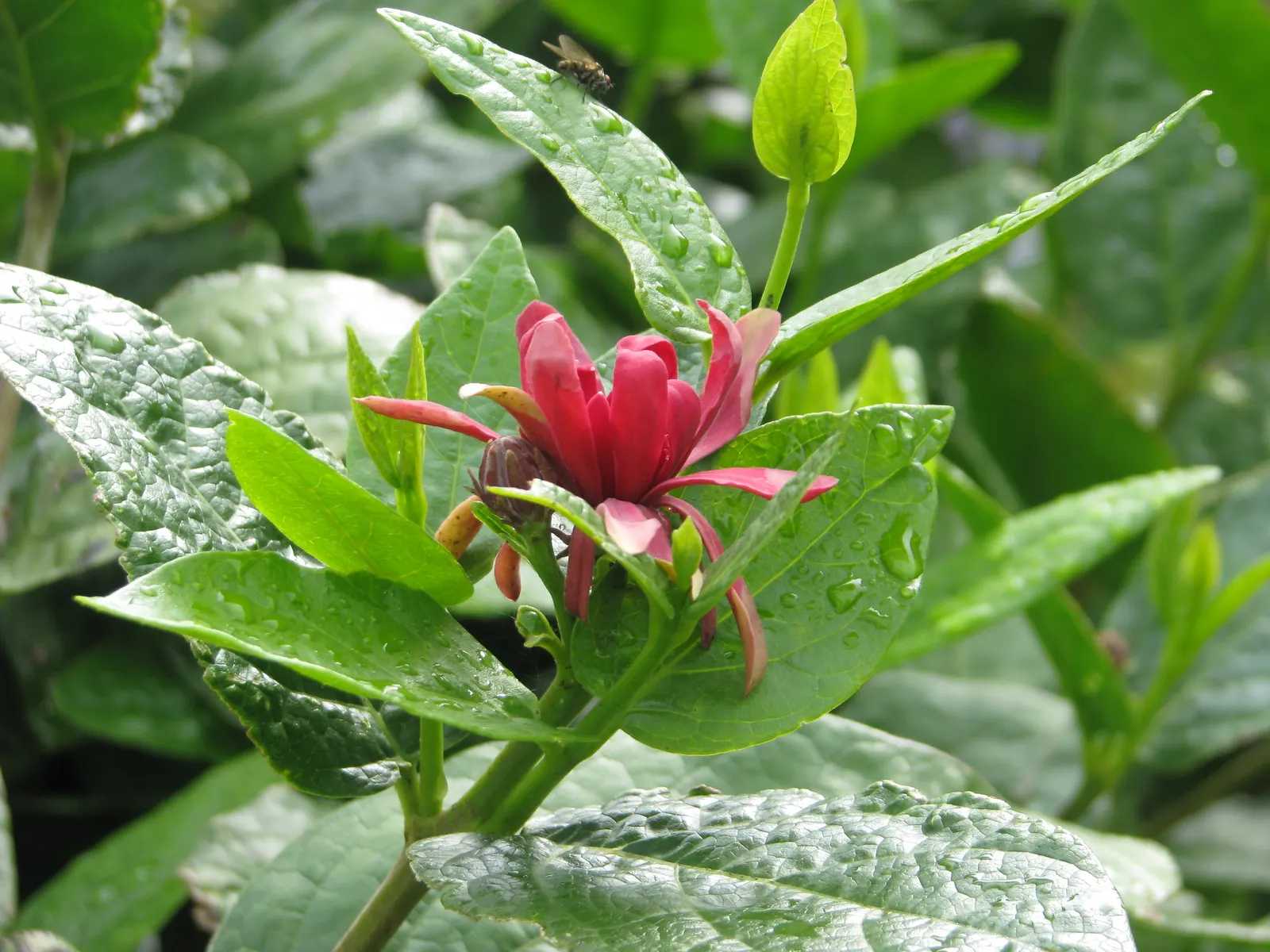 Spice Bush (Calycanthus Occidentalis) — shrub with red blooms; for horticultural zones 7 through 9, image 124