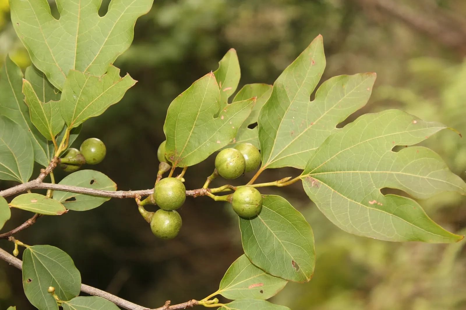 Spice Bush (Calycanthus Occidentalis) — It features aromatic, maroon to reddish-brown flowers in late spring and summer, framed by glossy green, image 52