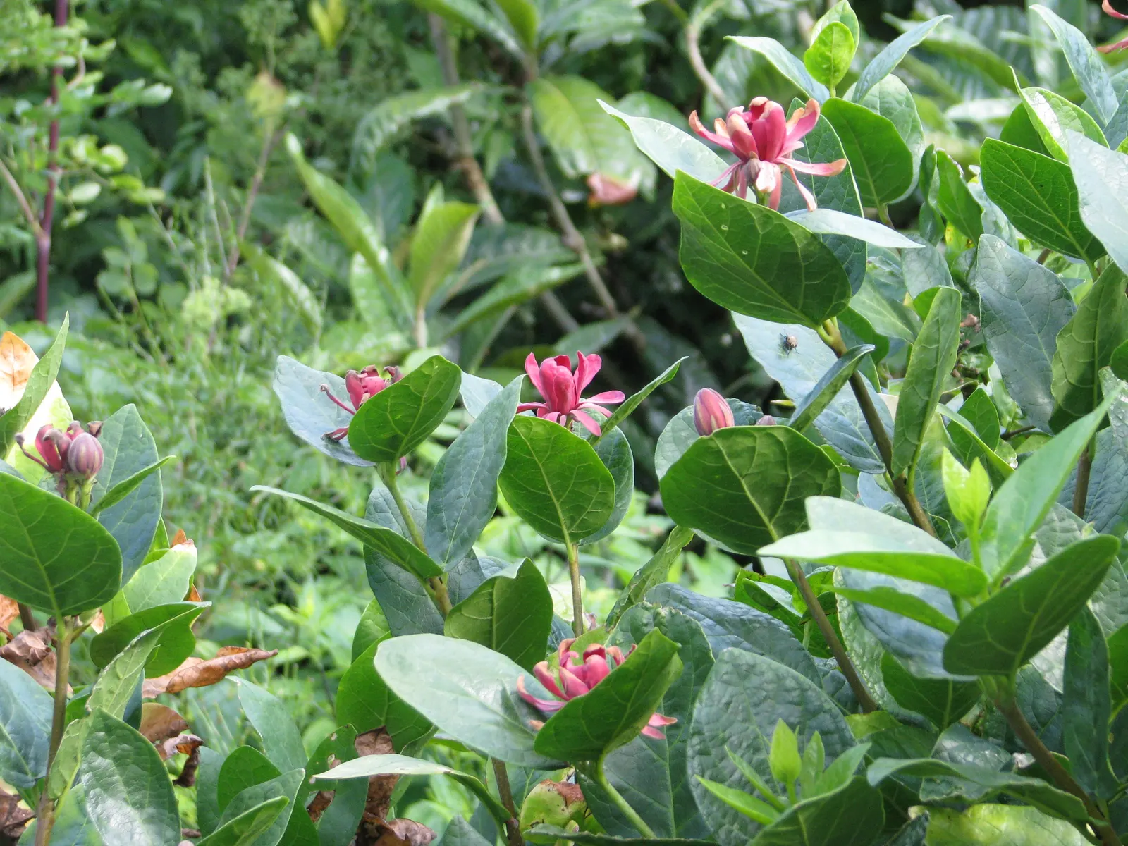 Spice Bush (Calycanthus Occidentalis) — it reaches up to 9 feet in height and spreads to 12 feet; shrub for half or shade, image 79