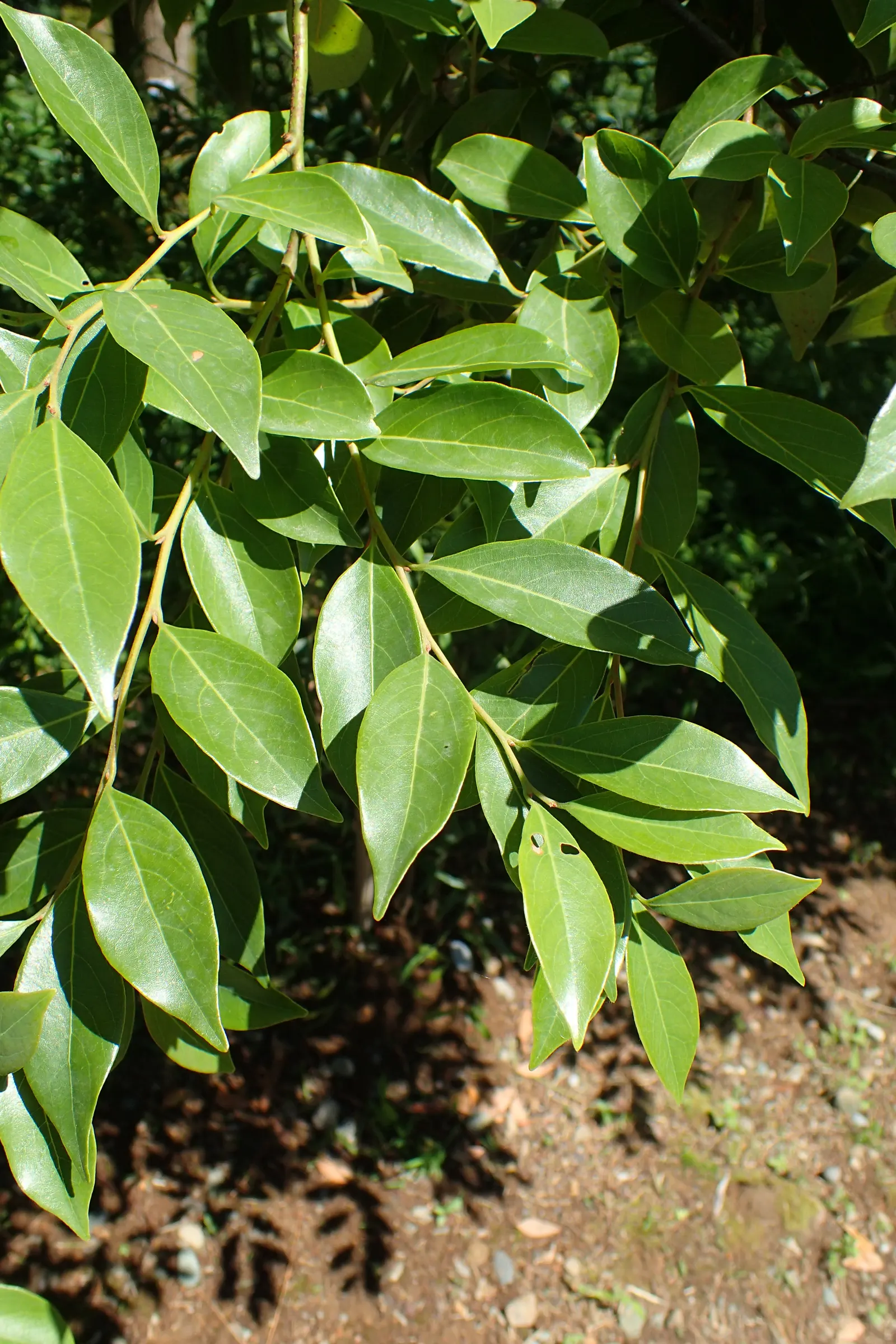Spice Bush (Calycanthus Occidentalis) — is a deciduous shrub native to North America; which is an invaluable trait for tailored garden designs, image 157