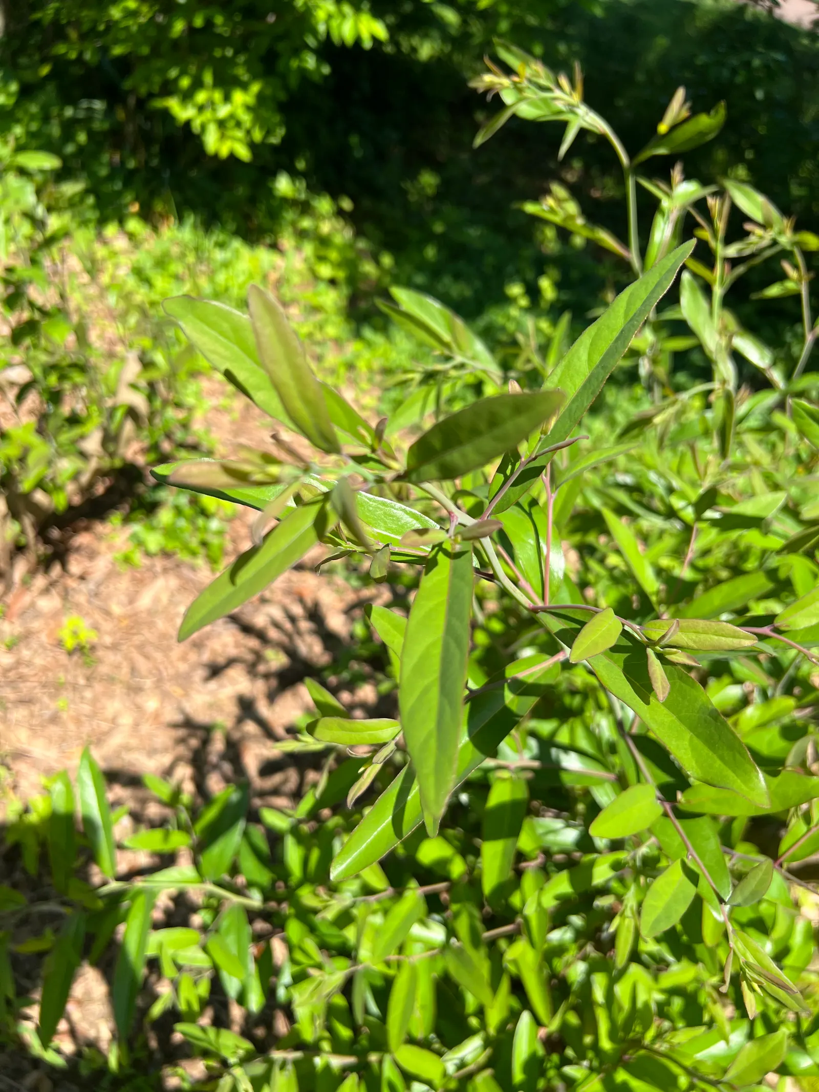 Spice Bush (Calycanthus Occidentalis) — typically about 2 to 3 inches across
