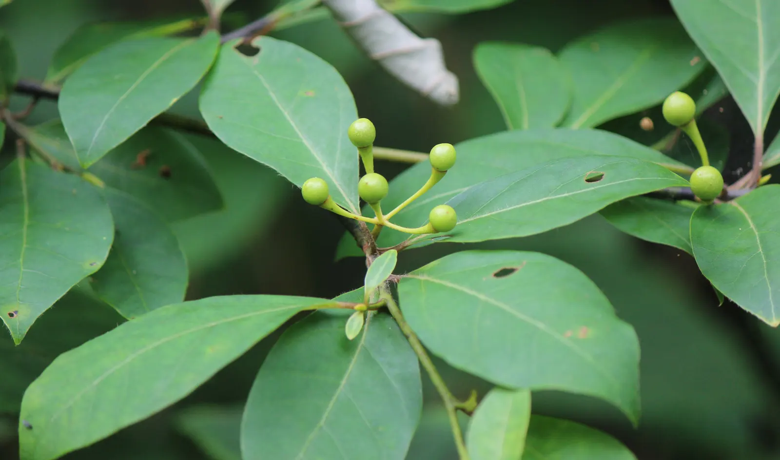 Spice Bush (Calycanthus Occidentalis) — Thriving in full sun to partial shade and moist; its dense foliage lends itself well to creating secluded, image 178
