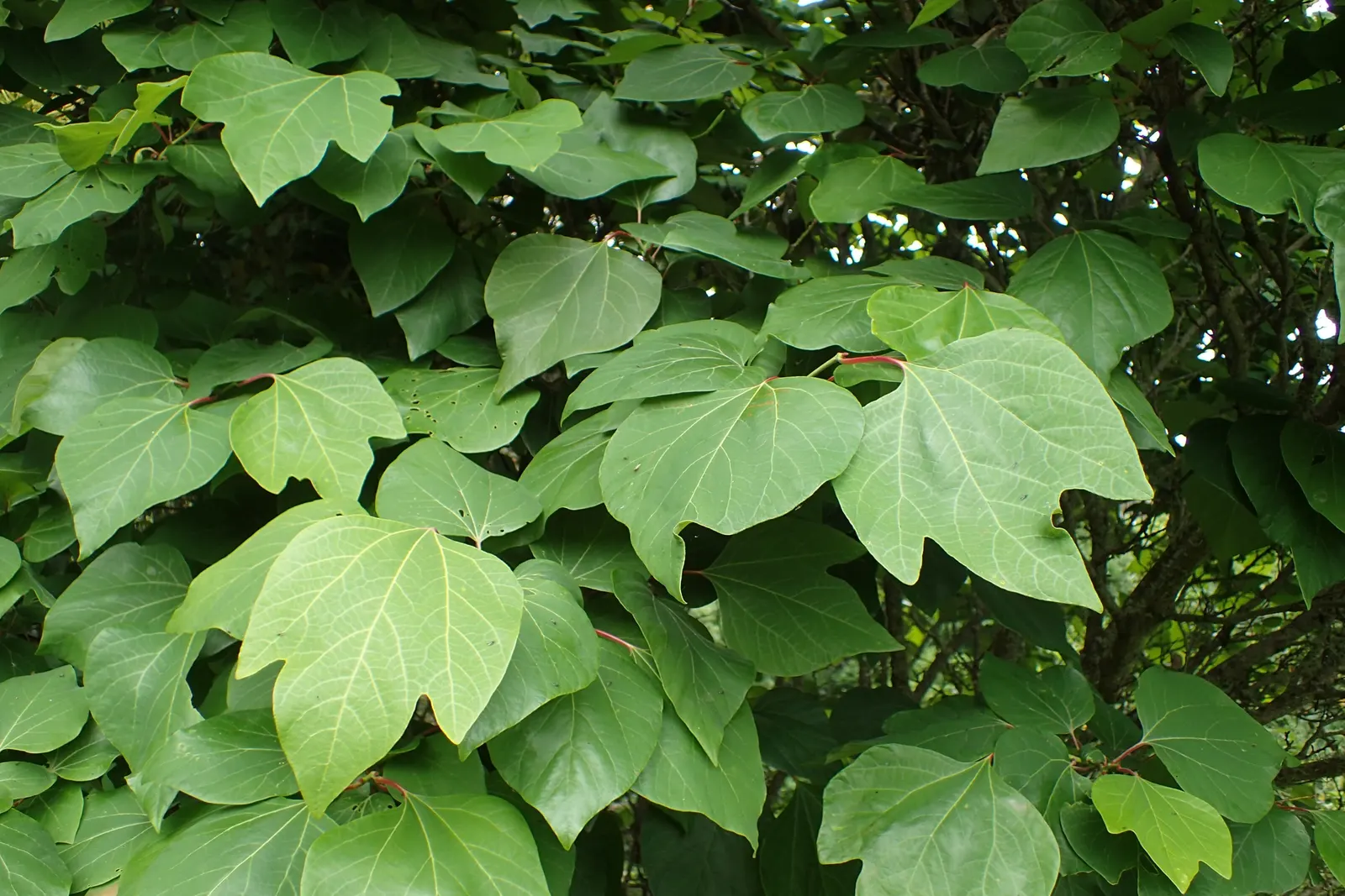 Spice Bush (Calycanthus Occidentalis) — it reaches up to 9 feet in height and spreads to 12 feet; shrub for half or shade
