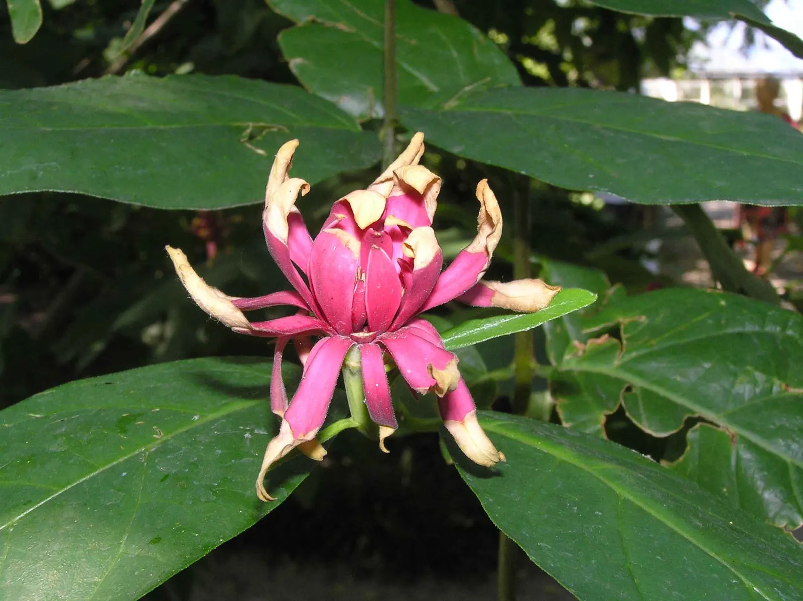 Spice Bush (Calycanthus Occidentalis) — Remember that this shrub's growth habit supports pruning; adds fragrant, natural charm and understory structure to