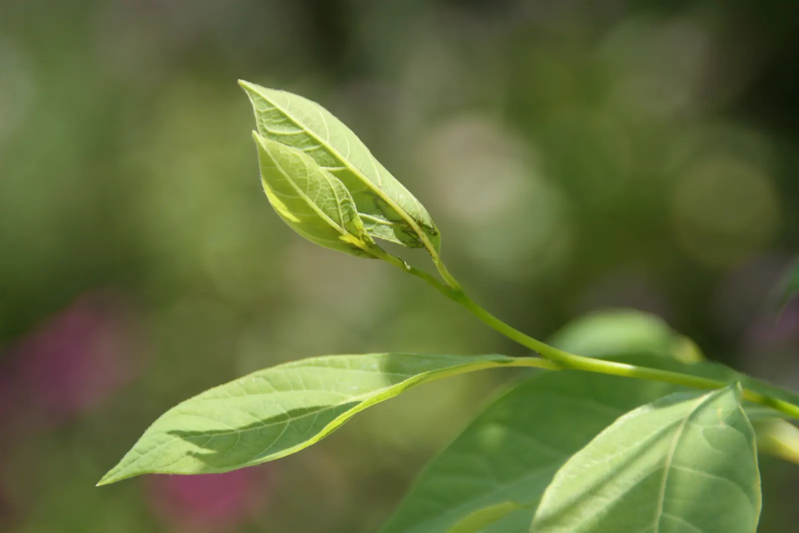 Spice Bush (Calycanthus Occidentalis) — affording flexibility in maintaining the desired shape and size; typically about 2 to 3 inches across, image 170