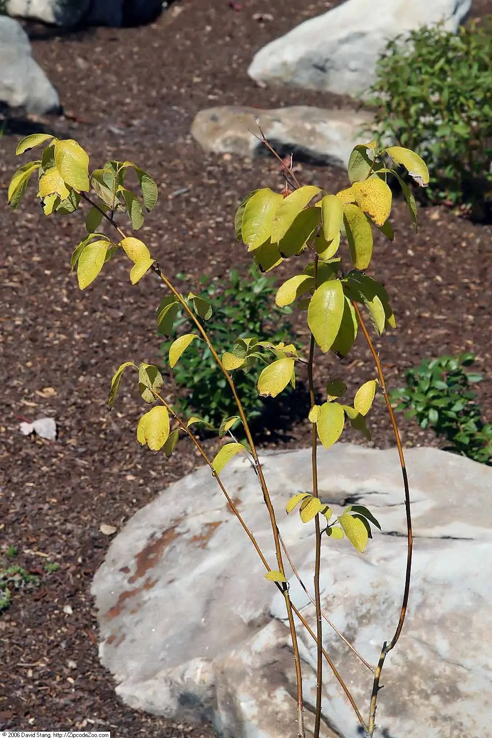 Spice Bush (Calycanthus Occidentalis) — typically about 2 to 3 inches across; commonly known as the Spice Bush, image 62
