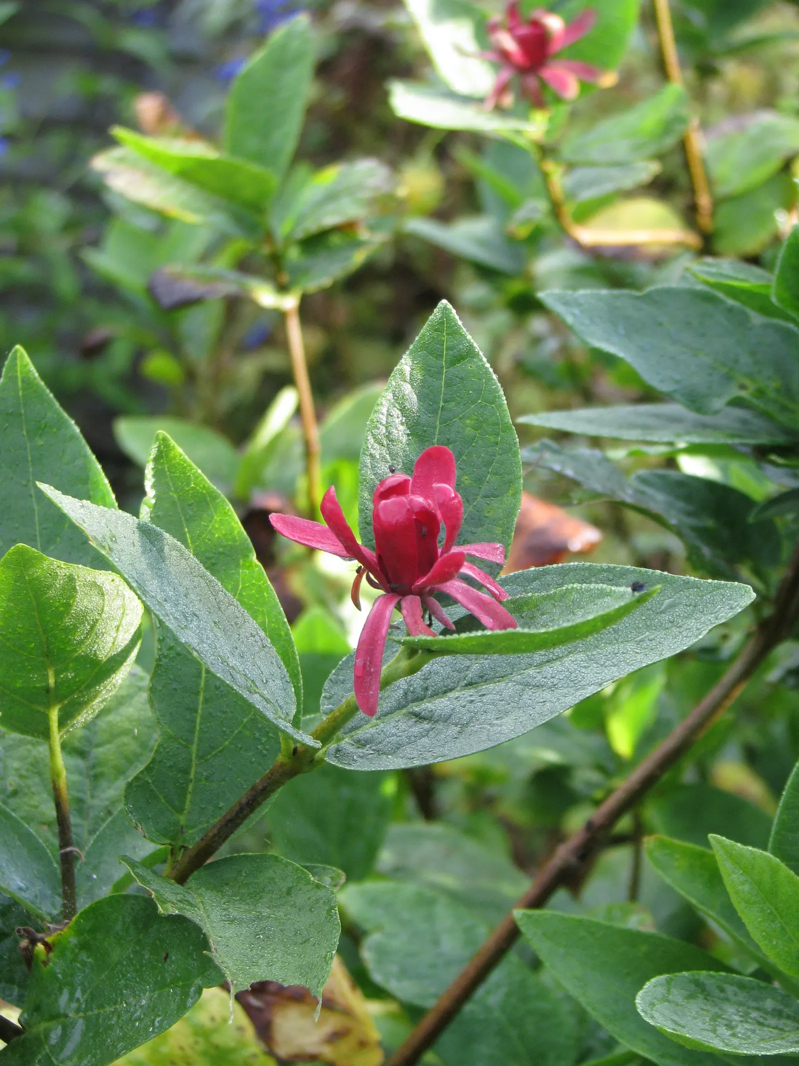 Spice Bush (Calycanthus Occidentalis) — particularly the western United States; thriving in full sun to partial shade and moist, image 83