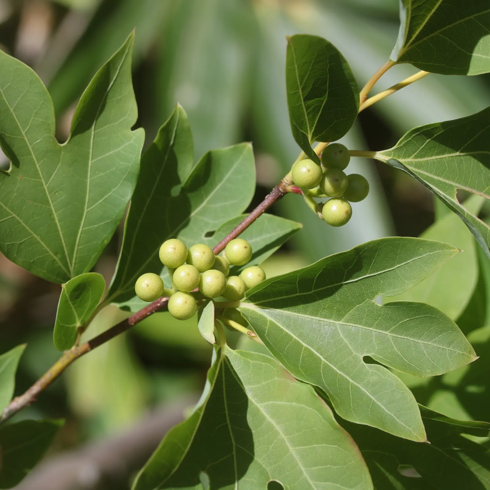 Spice Bush (Calycanthus Occidentalis) — affording flexibility in maintaining the desired shape and size; typically about 2 to 3 inches across, image 120