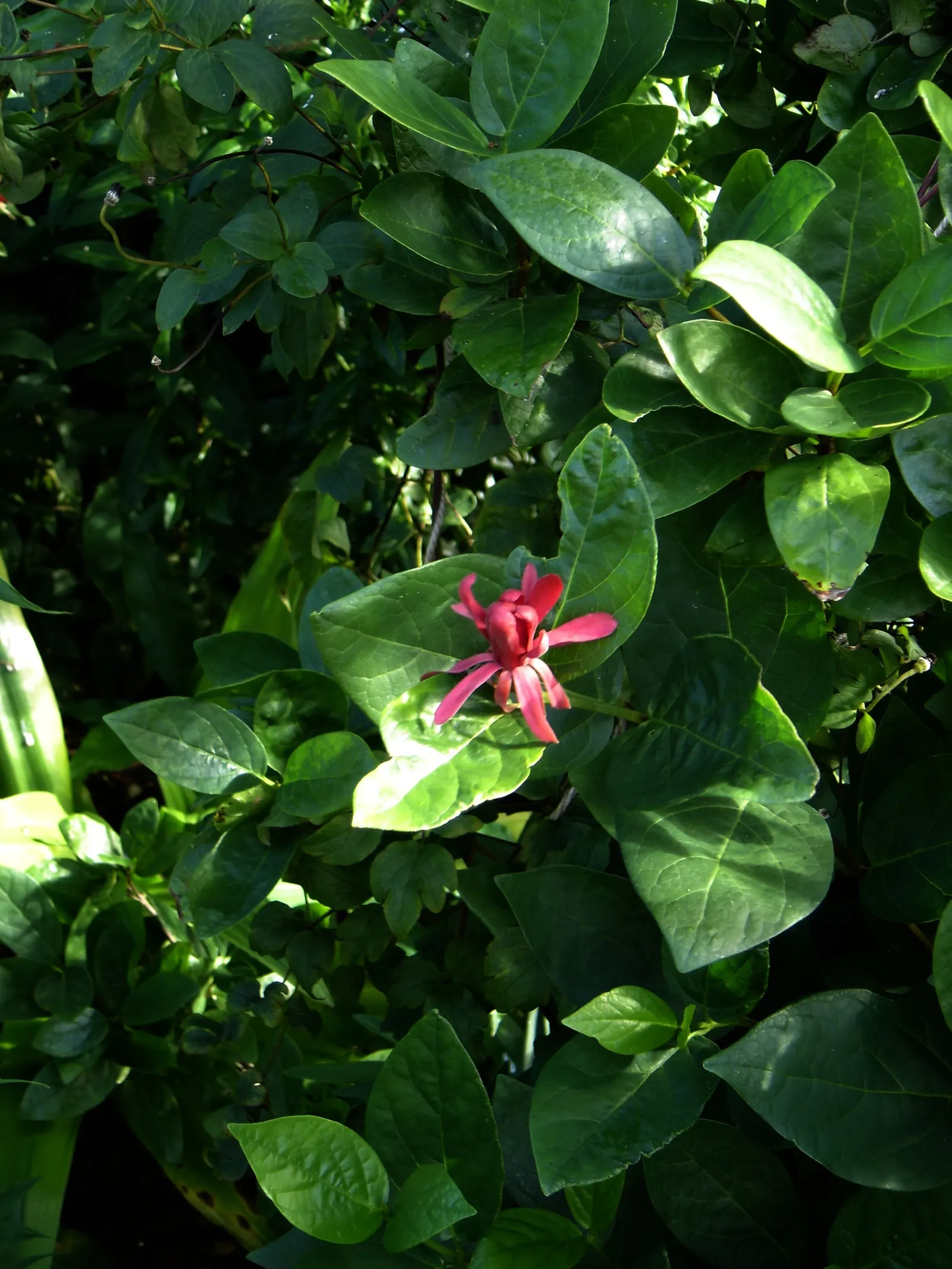 Spice Bush (Calycanthus Occidentalis) — particularly the western United States; thriving in full sun to partial shade and moist, image 208