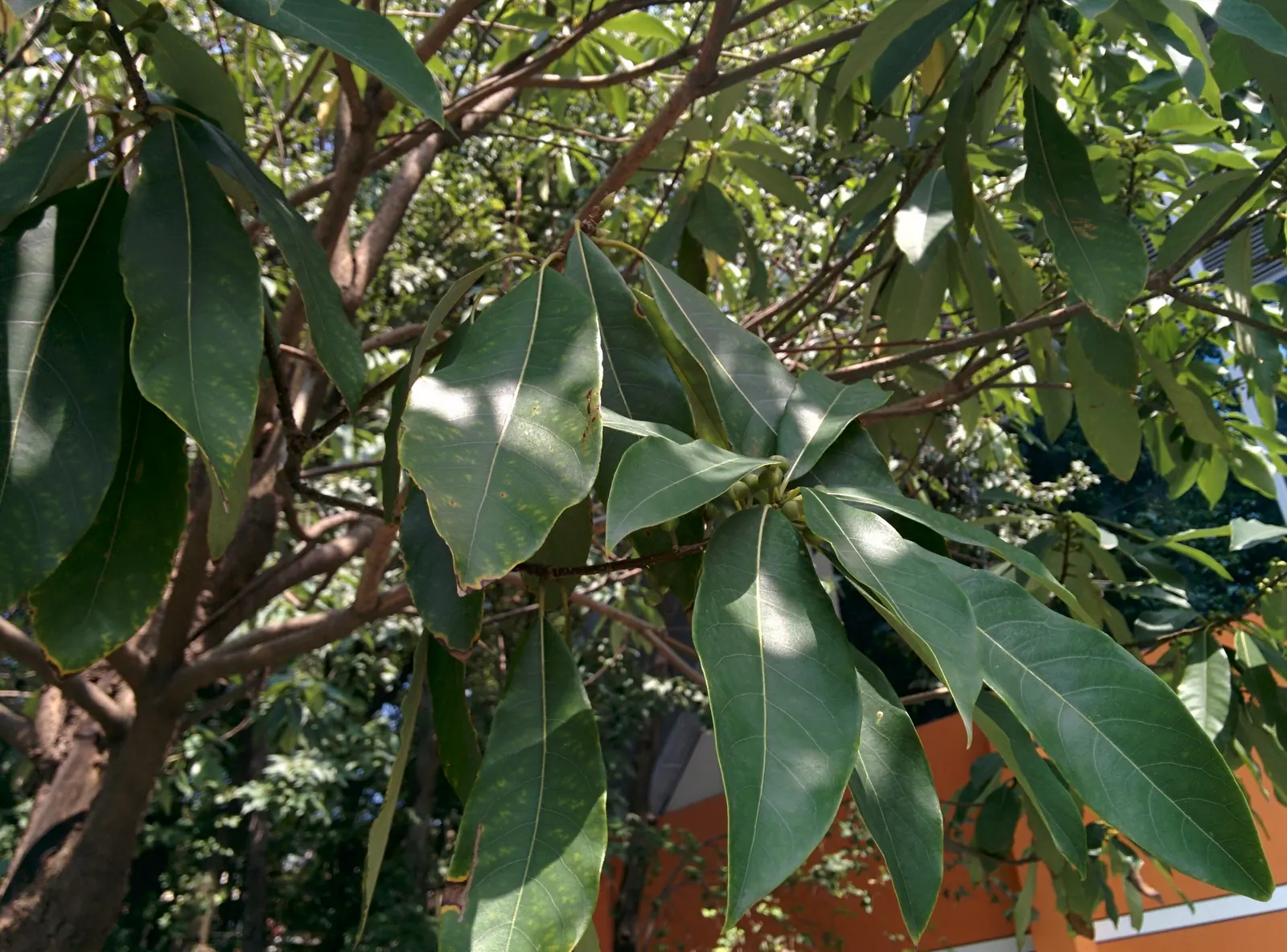 Spice Bush (Calycanthus Occidentalis) — which is an invaluable trait for tailored garden designs; remember that this shrub's growth habit supports, image 146