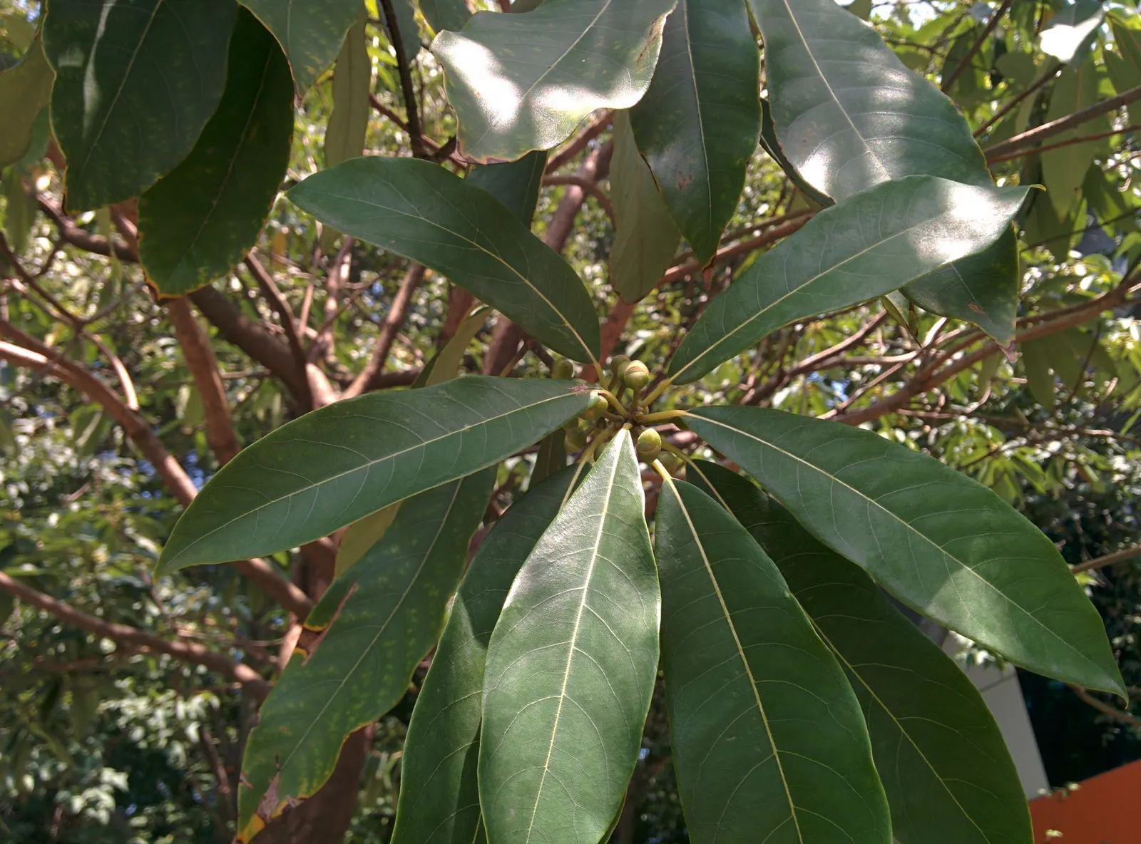 Spice Bush (Calycanthus Occidentalis) — Adds fragrant, natural charm and understory structure to landscapes; is a deciduous shrub native to North, image 105