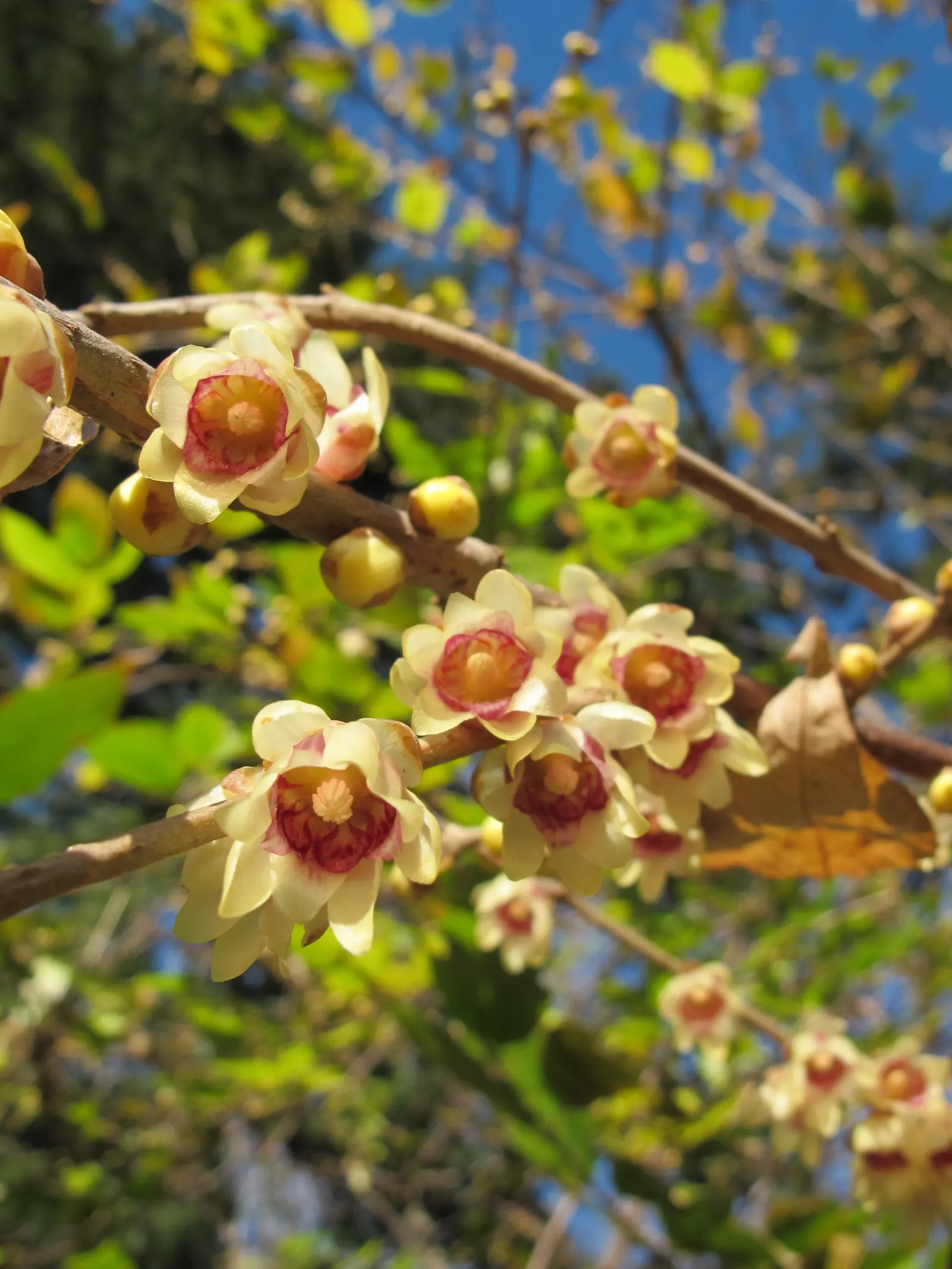 Spice Bush (Calycanthus Occidentalis) — Remember that this shrub's growth habit supports pruning; adds fragrant, natural charm and understory, image 194