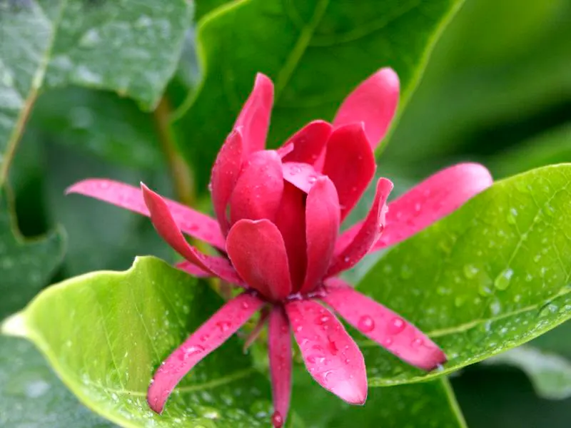Spice Bush (Calycanthus Occidentalis) — green leaves blanket the shrub throughout the growing season
