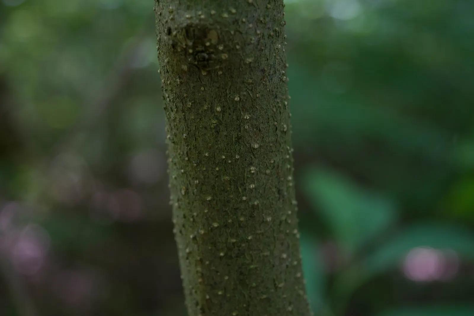 Spice Bush (Calycanthus Occidentalis) — commonly known as the Spice Bush; it is relatively adaptable, however, tolerating a range of soil types