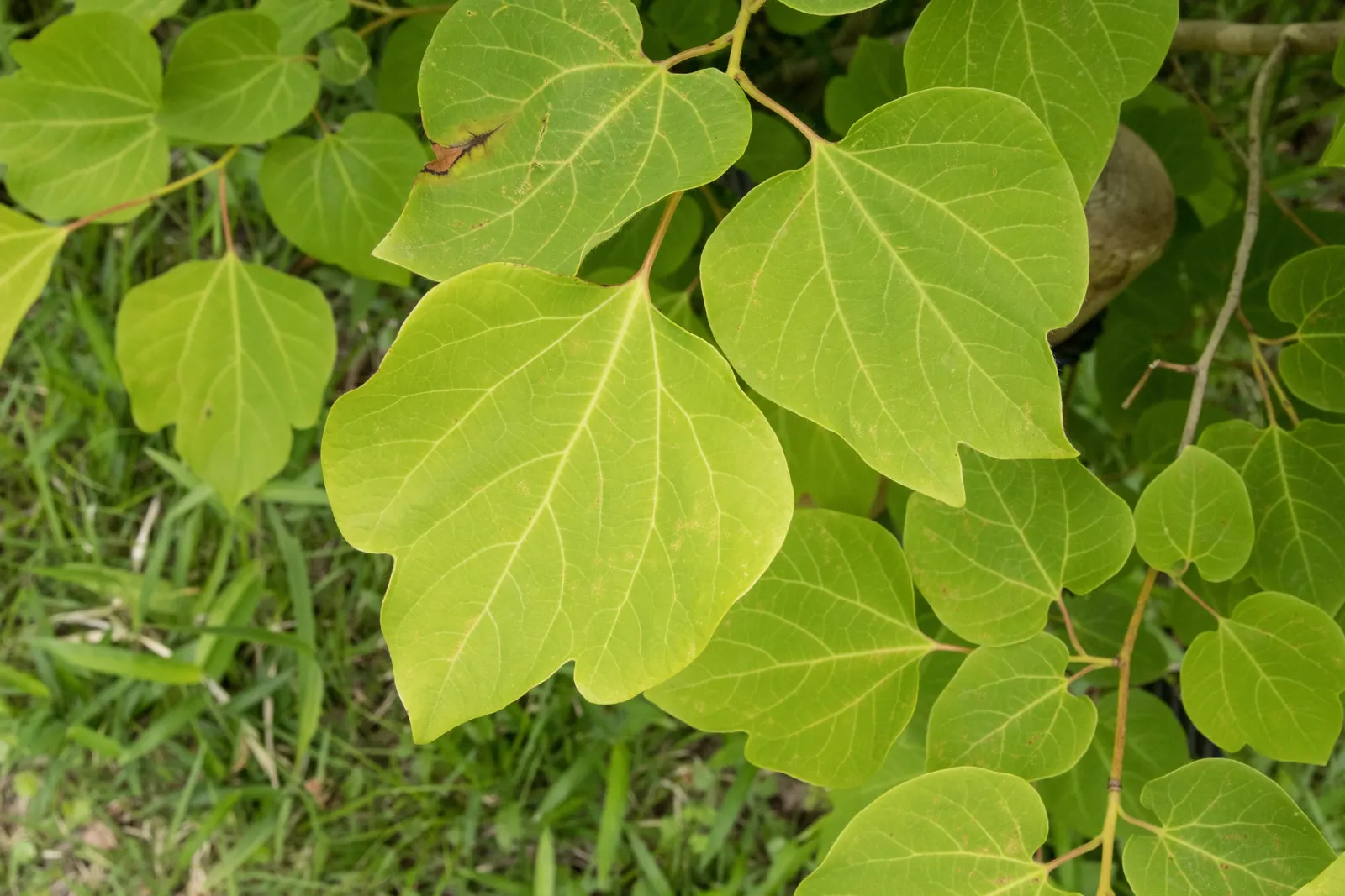 Spice Bush (Calycanthus Occidentalis) — Thriving in full sun to partial shade and moist; its dense foliage lends itself well to creating secluded garden nooks