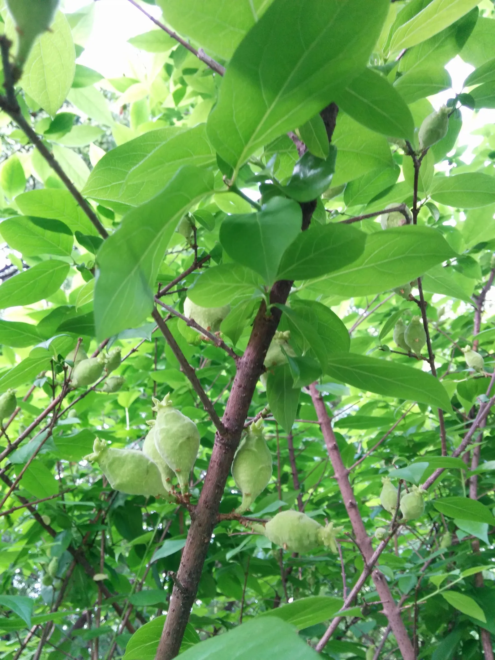 Spice Bush (Calycanthus Occidentalis) — it renders a robust performance; green leaves blanket the shrub throughout the growing season, image 66