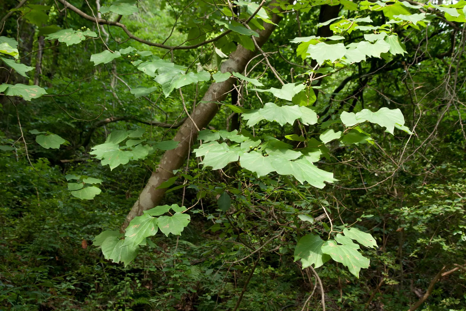 Spice Bush (Calycanthus Occidentalis) — it renders a robust performance