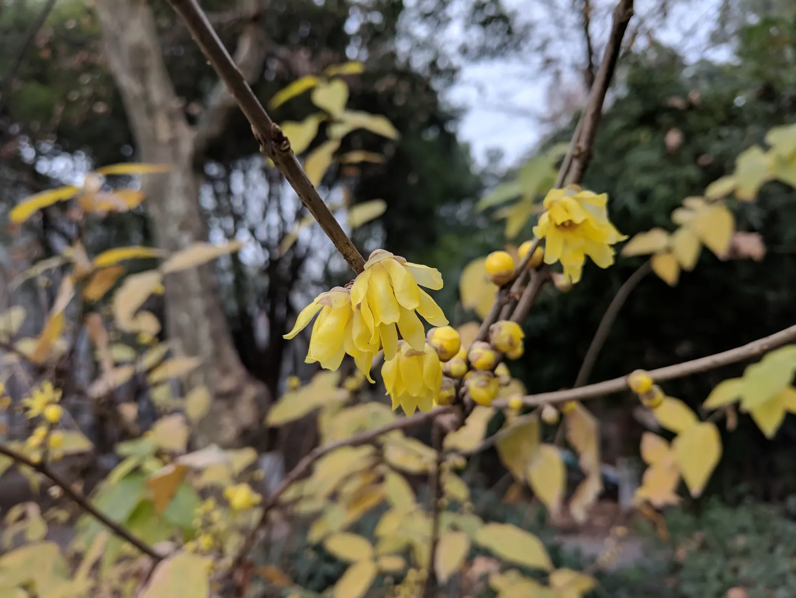 Spice Bush (Calycanthus Occidentalis) — particularly the western United States