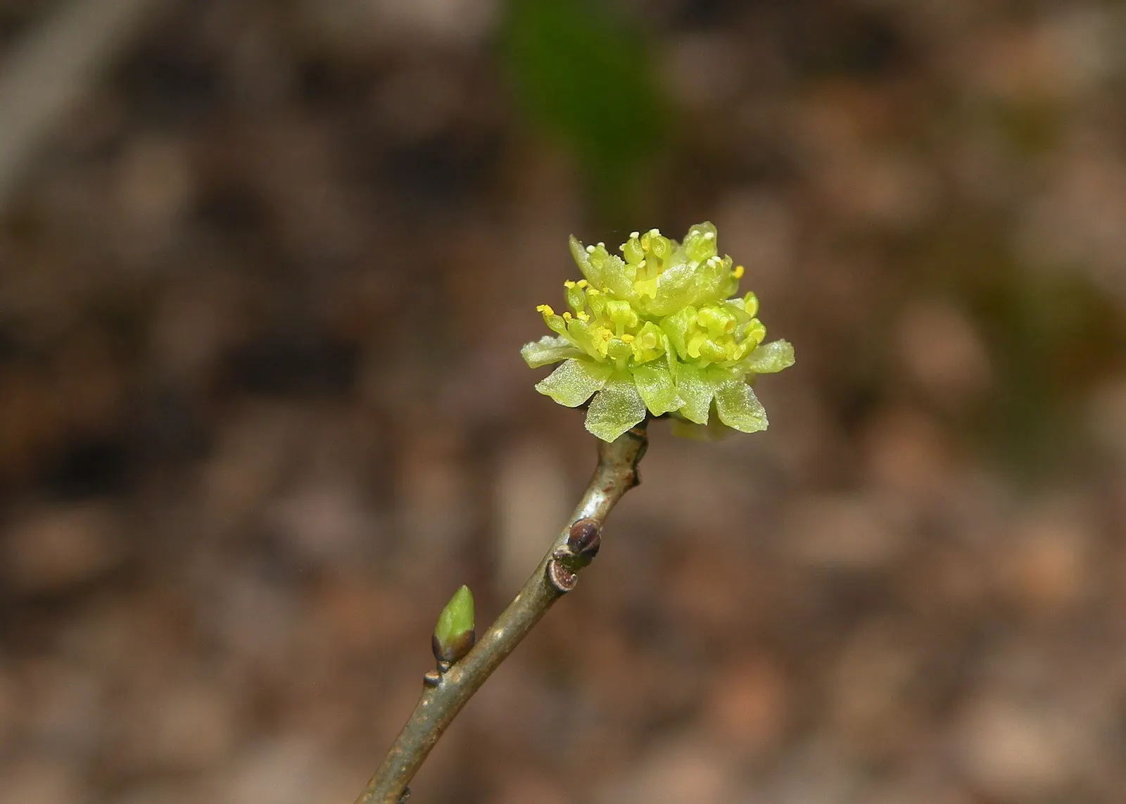 Spice Bush (Calycanthus Occidentalis) — It is relatively adaptable, however, tolerating a range of soil types; affording flexibility in maintaining, image 139