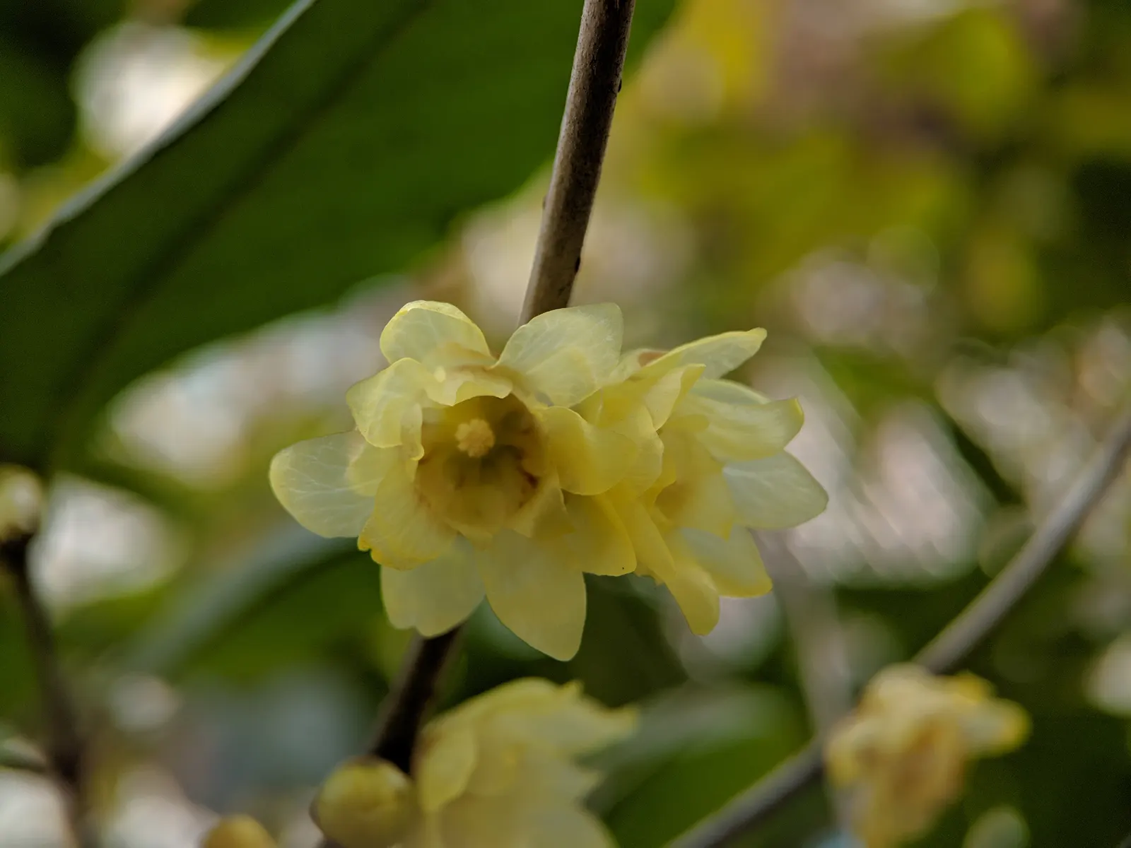 Spice Bush (Calycanthus Occidentalis) — it reaches up to 9 feet in height and spreads to 12 feet; shrub for half or shade, image 154