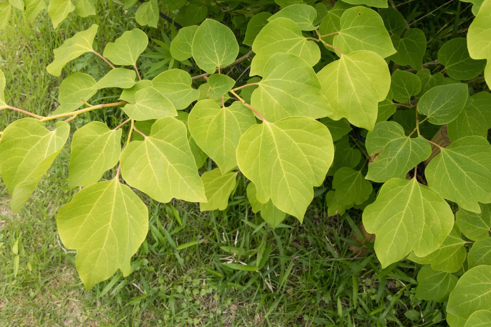 Spice Bush (Calycanthus Occidentalis) — commonly known as the Spice Bush; it is relatively adaptable, however, tolerating a range of soil types, image 81