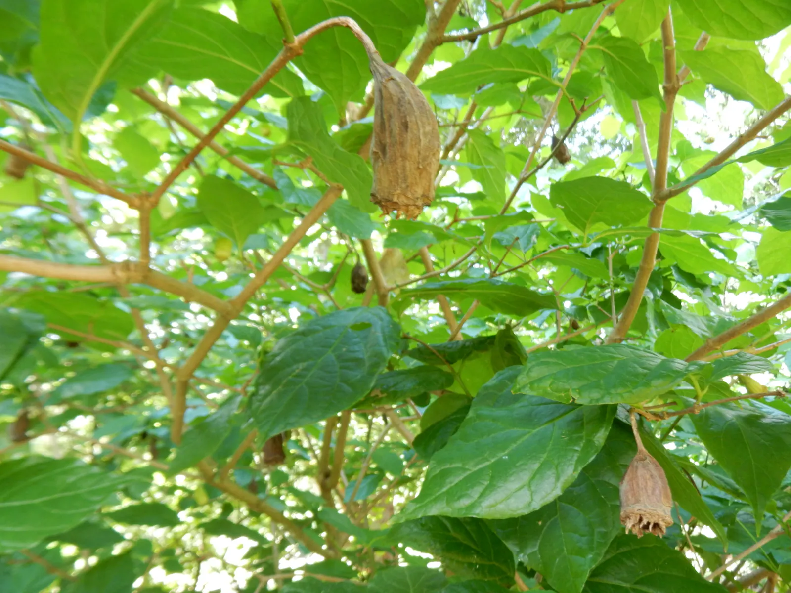 Spice Bush (Calycanthus Occidentalis) — is a deciduous shrub native to North America; which is an invaluable trait for tailored garden designs