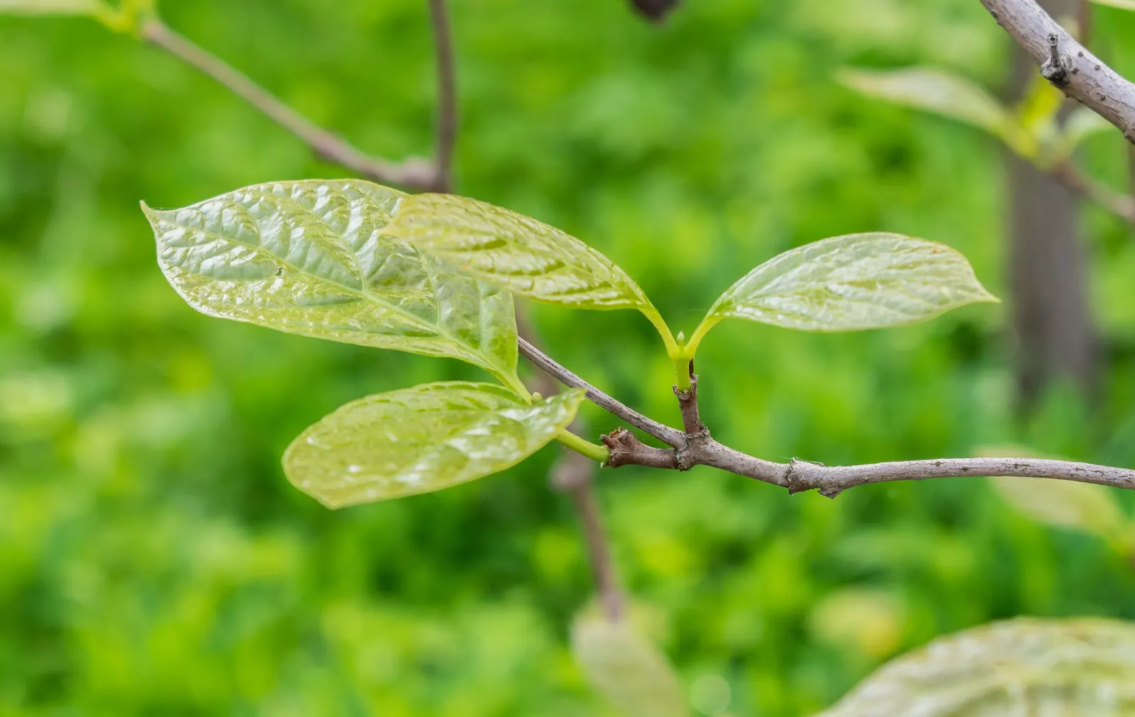 Spice Bush (Calycanthus Occidentalis) — The Spice Bush, with its sensory delights and aesthetic appeal, is a remarkable addition to any landscape, image 122