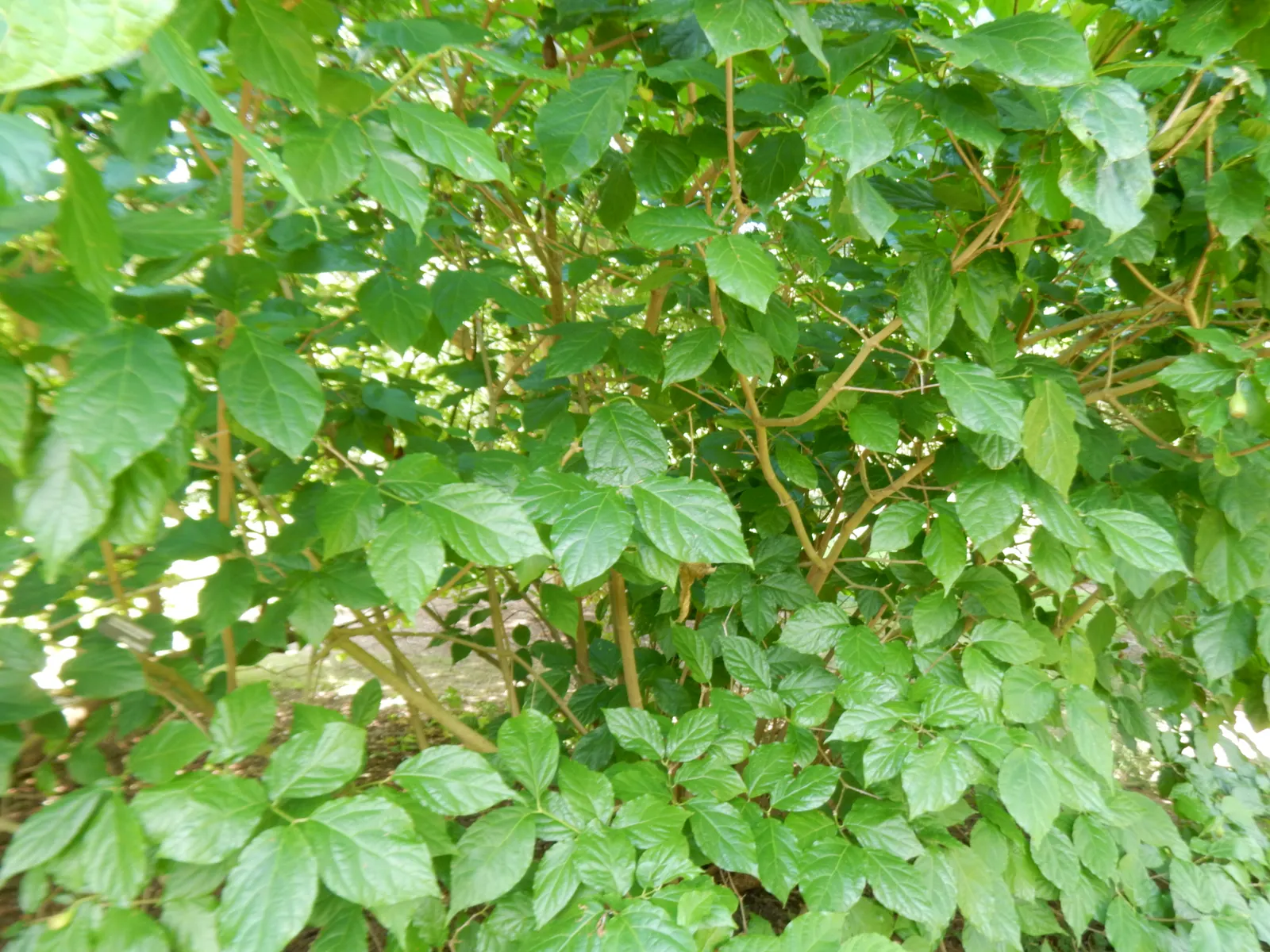 Spice Bush (Calycanthus Occidentalis) — it reaches up to 9 feet in height and spreads to 12 feet; shrub for half or shade, image 129