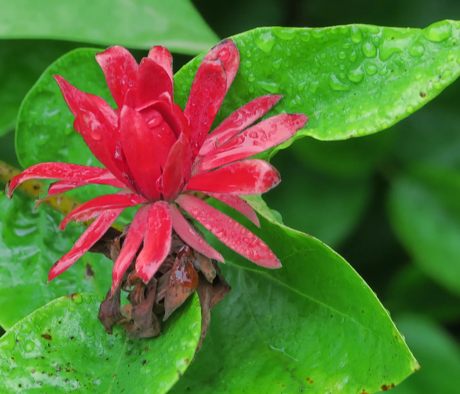 Spice Bush (Calycanthus Occidentalis) — typically about 2 to 3 inches across; commonly known as the Spice Bush, image 137