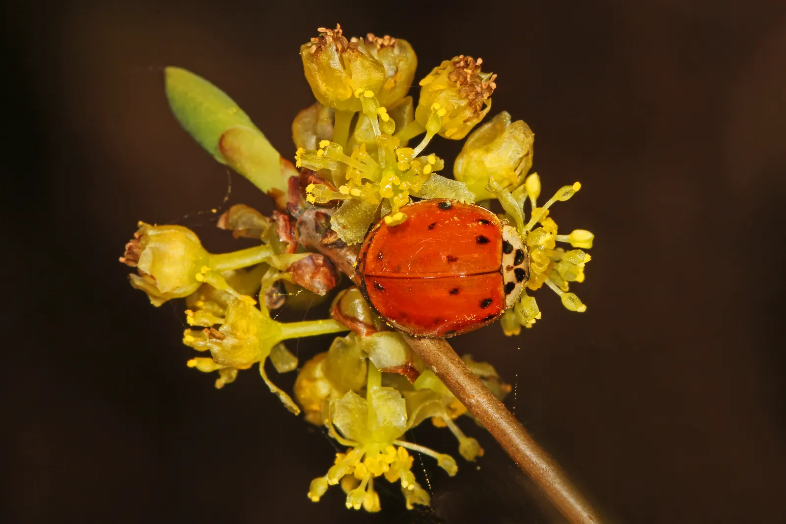 Spice Bush (Calycanthus Occidentalis) — shrub with red blooms; for horticultural zones 7 through 9, image 199