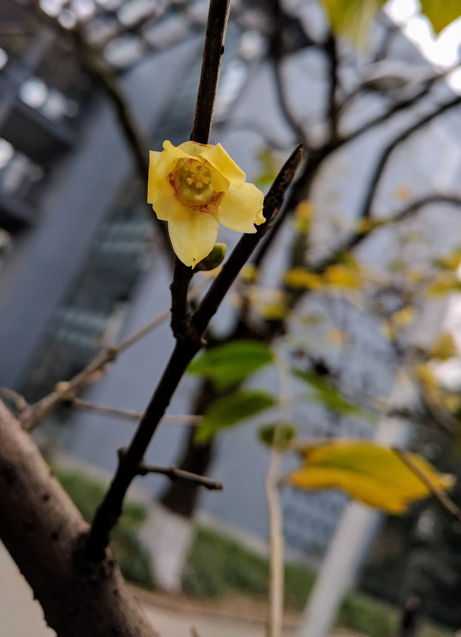 Spice Bush (Calycanthus Occidentalis) — green leaves blanket the shrub throughout the growing season; each leaf ranges from 2 to 6 inches long, image 134