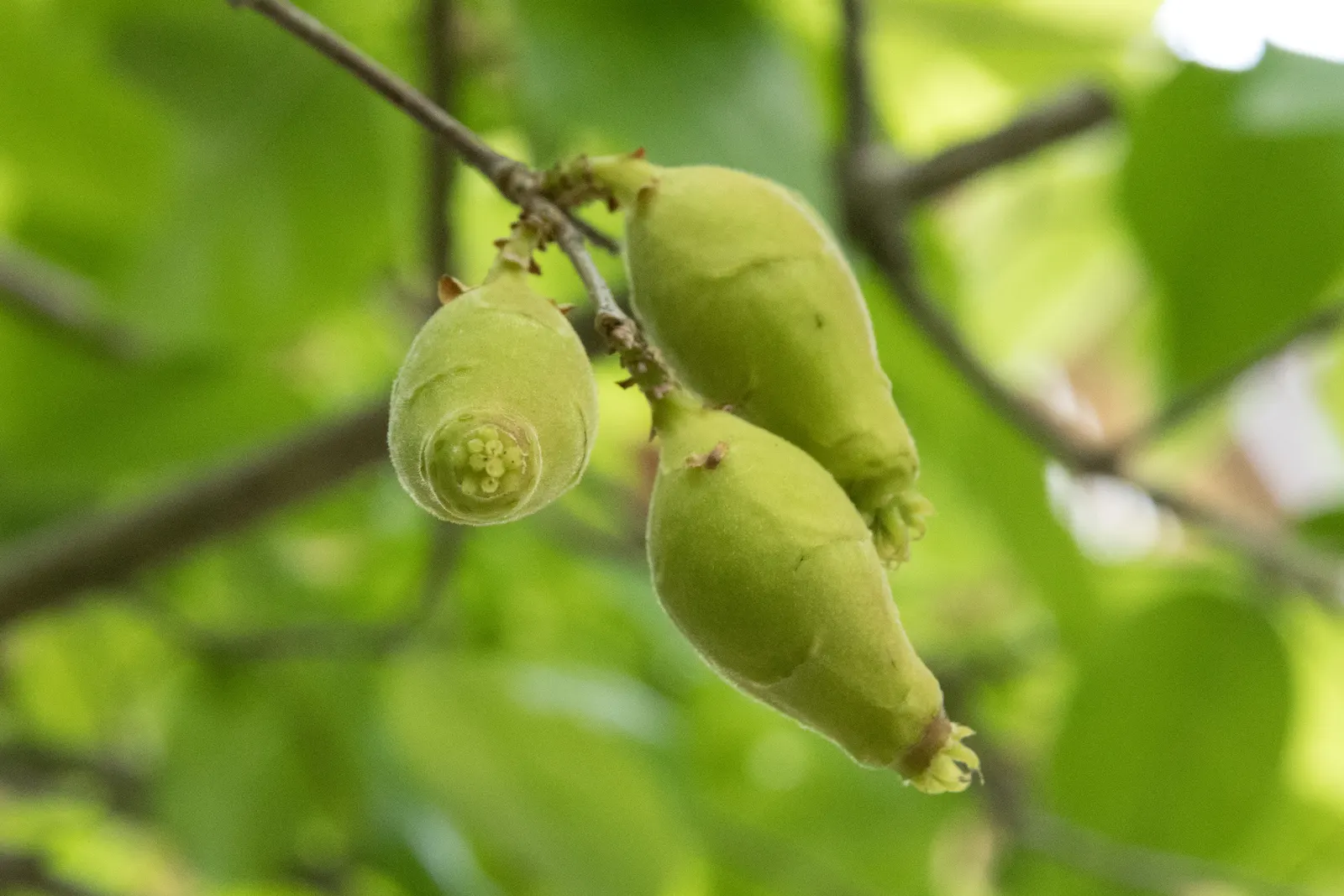 Spice Bush (Calycanthus Occidentalis) — Its dense foliage lends itself well to creating secluded garden nooks or as a natural, fragrant screen; red, image 93