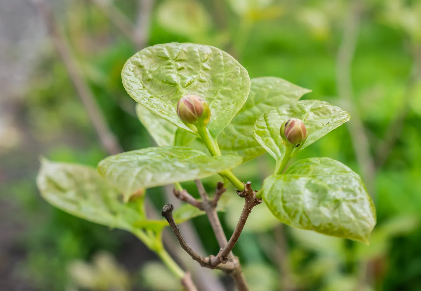 Spice Bush (Calycanthus Occidentalis) — red flowers in the garden; particularly the western United States, image 198