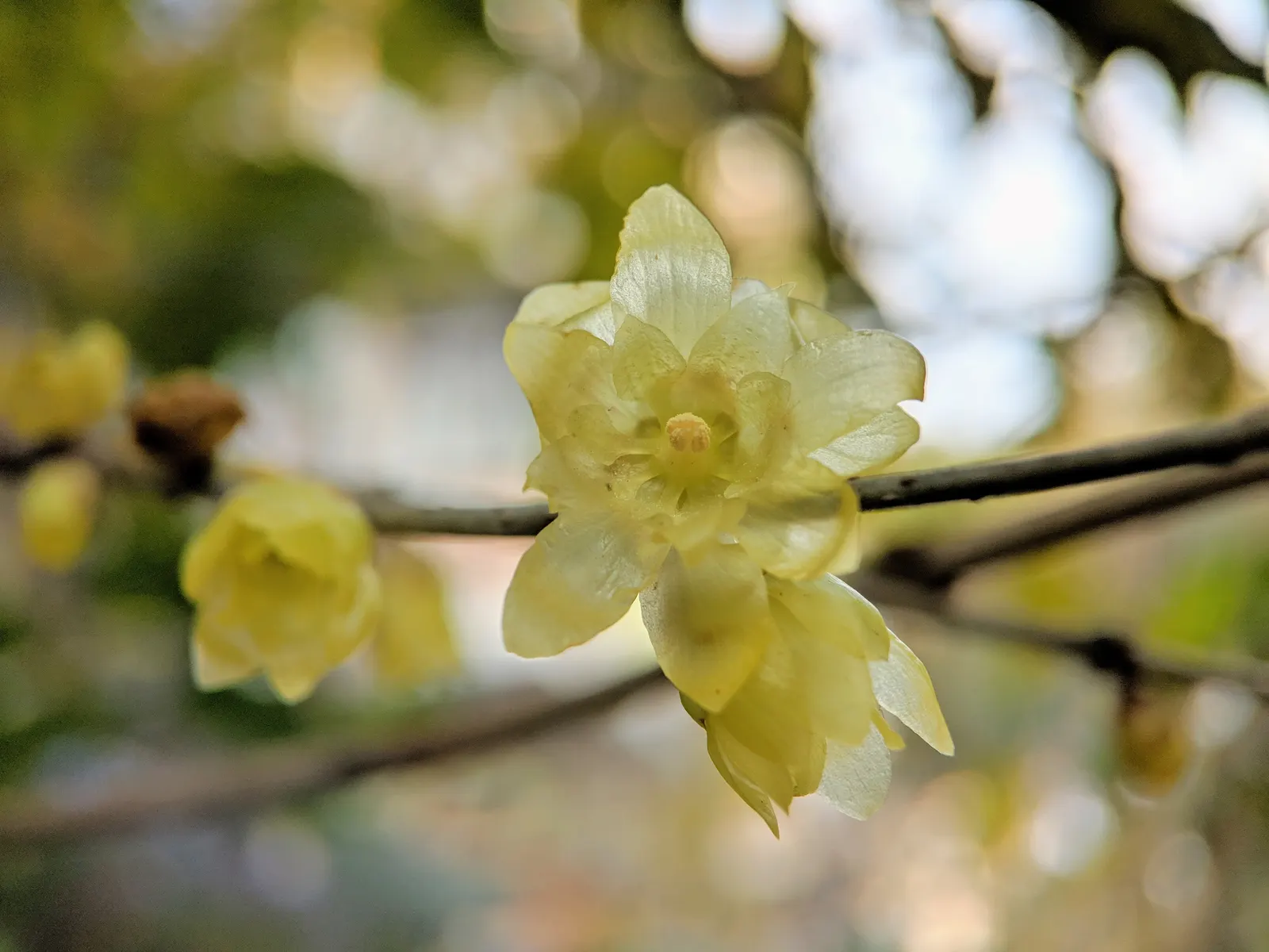 Spice Bush (Calycanthus Occidentalis) — typically about 2 to 3 inches across; commonly known as the Spice Bush, image 187