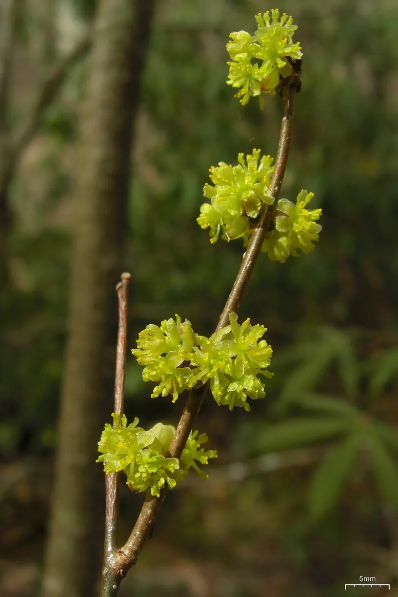 Spice Bush (Calycanthus Occidentalis) — commonly known as the Spice Bush