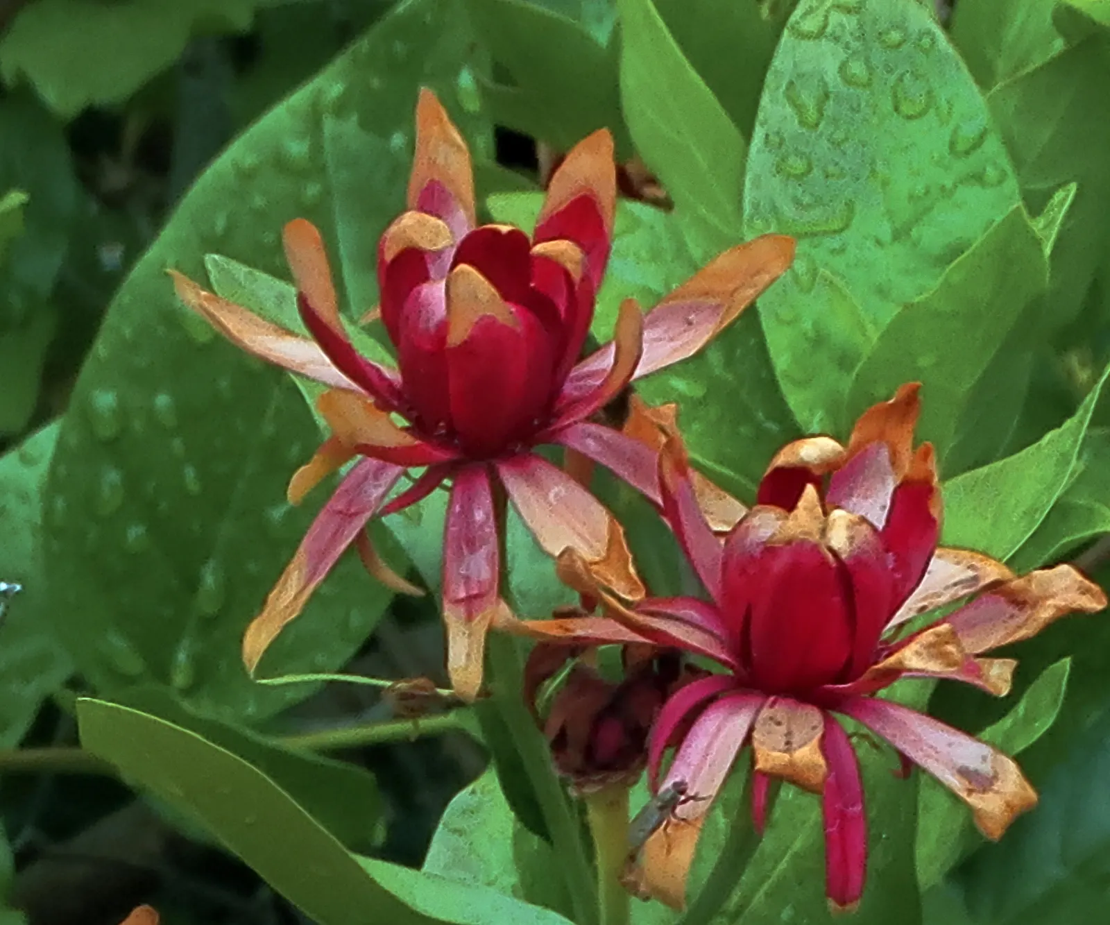 Spice Bush (Calycanthus Occidentalis) — green leaves blanket the shrub throughout the growing season; each leaf ranges from 2 to 6 inches long, exuding a