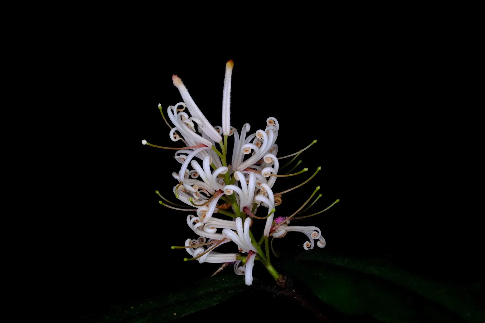 Spice Bush (Calycanthus Occidentalis) — Adds fragrant, natural charm and understory structure to landscapes; is a deciduous shrub native to North, image 80