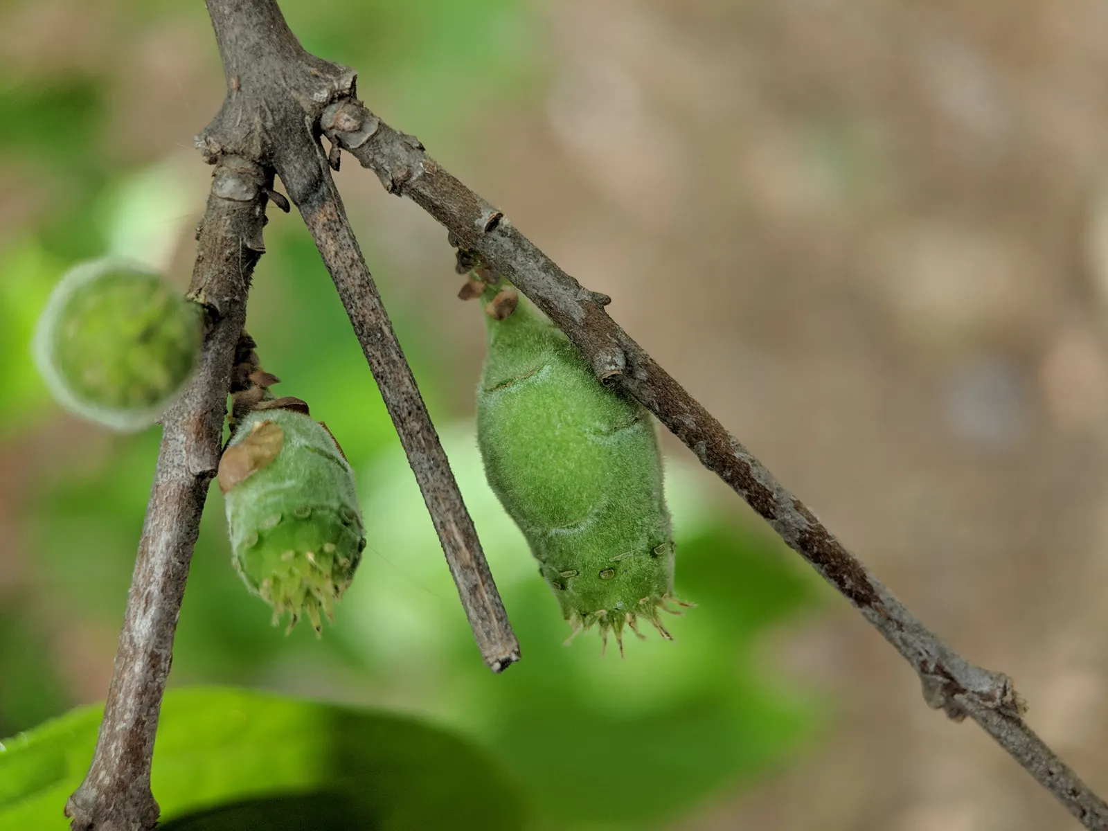 Spice Bush (Calycanthus Occidentalis) — which is an invaluable trait for tailored garden designs; remember that this shrub's growth habit supports, image 171