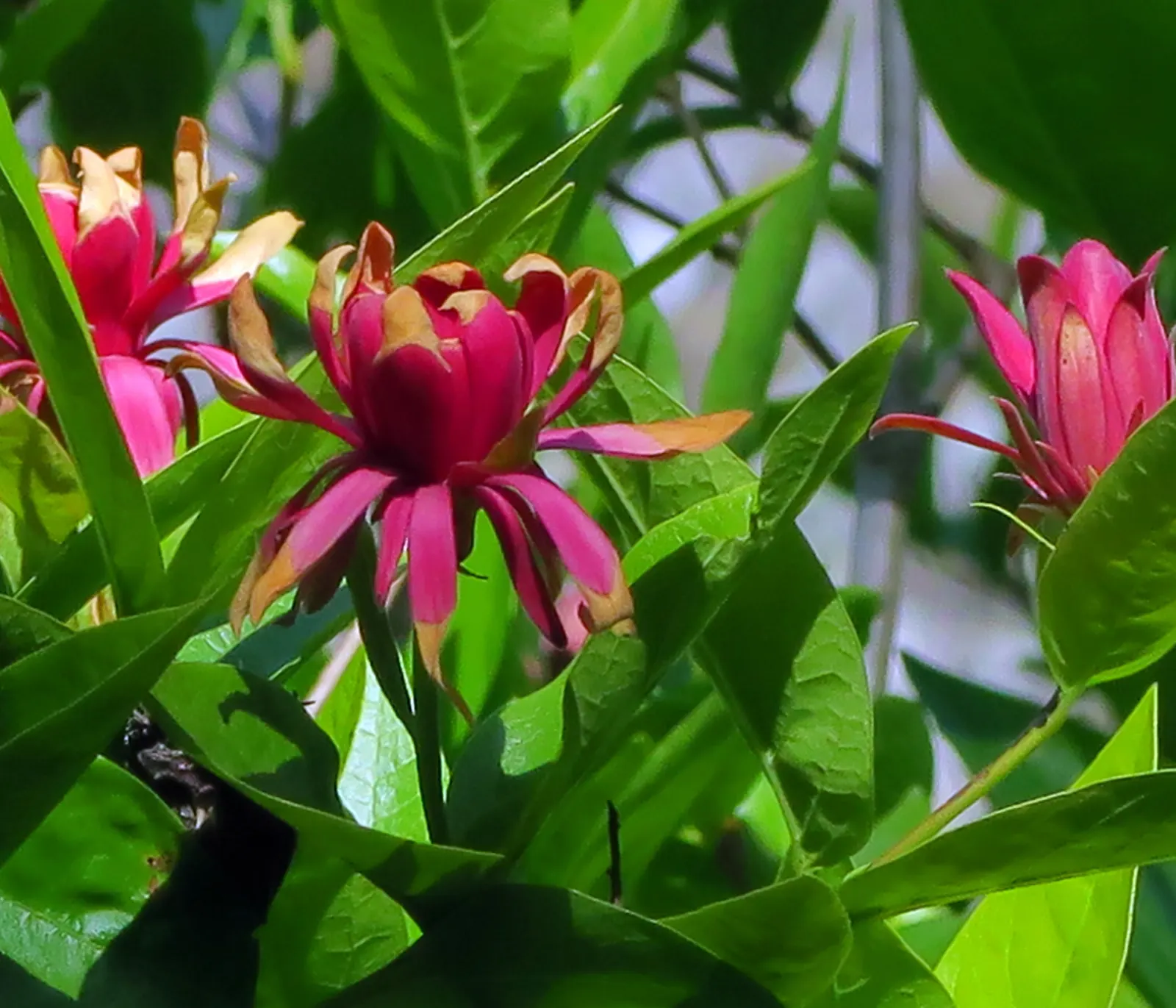 Spice Bush (Calycanthus Occidentalis) — Calycanthus occidentalis, commonly known as Spice Bush, is a deciduous shrub native to western North, image 201