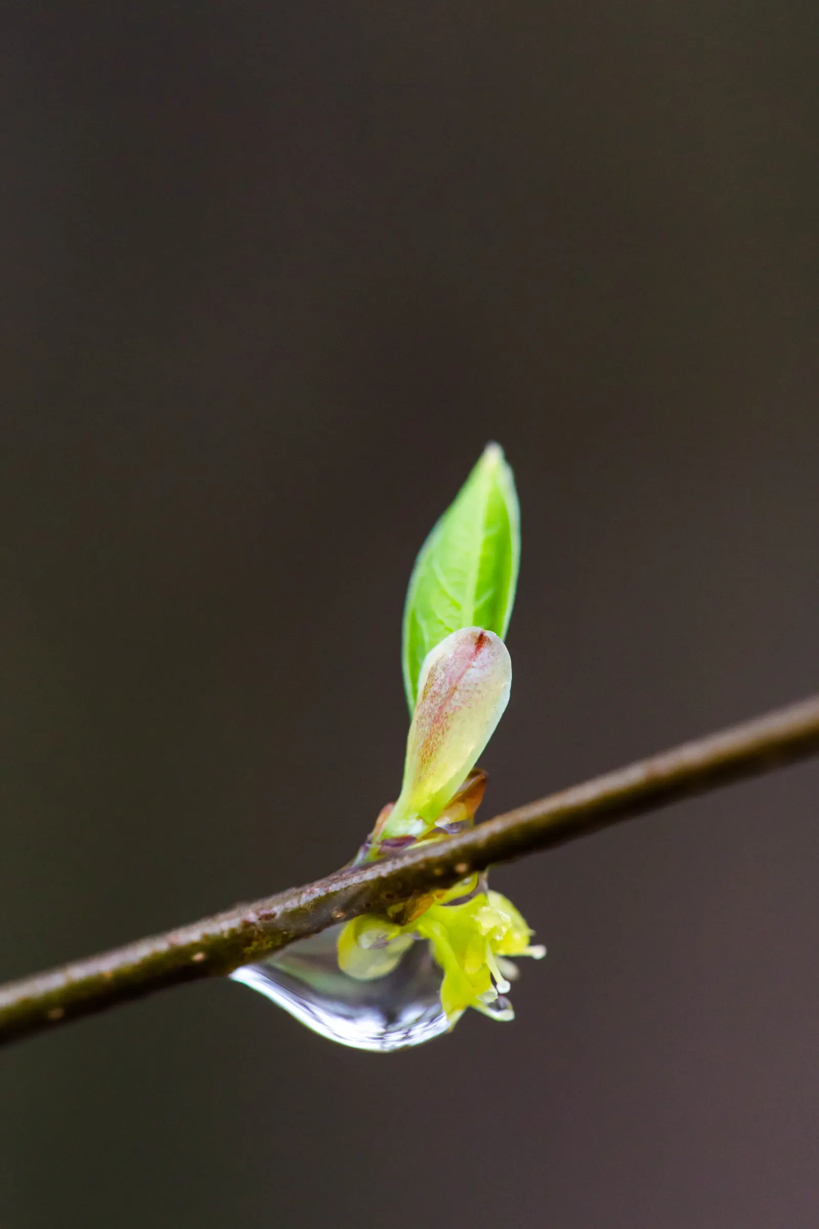 Spice Bush (Calycanthus Occidentalis) — affording flexibility in maintaining the desired shape and size; typically about 2 to 3 inches across, image 70