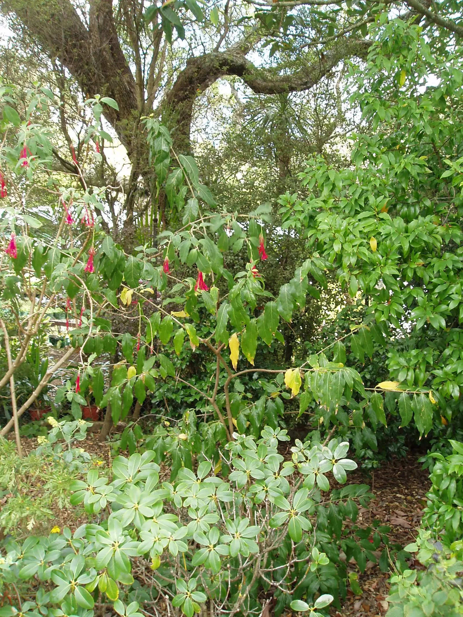 Spice Bush (Calycanthus Occidentalis) — is a deciduous shrub native to North America; which is an invaluable trait for tailored garden designs, image 82