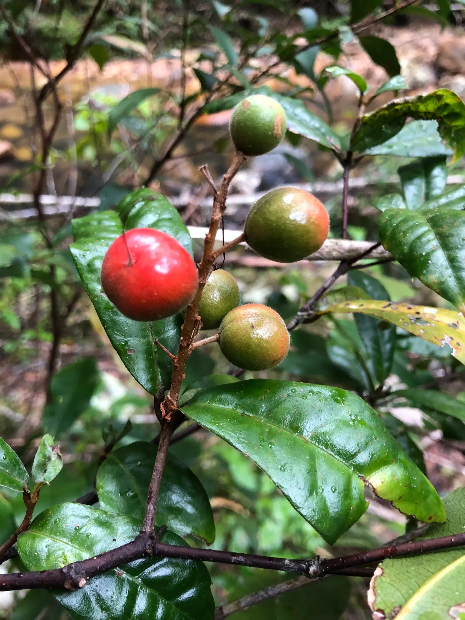 Spice Bush (Calycanthus Occidentalis) — In late spring to early summer, visitors will be awed by the plant's intriguing dark red to maroon flowers, image 61